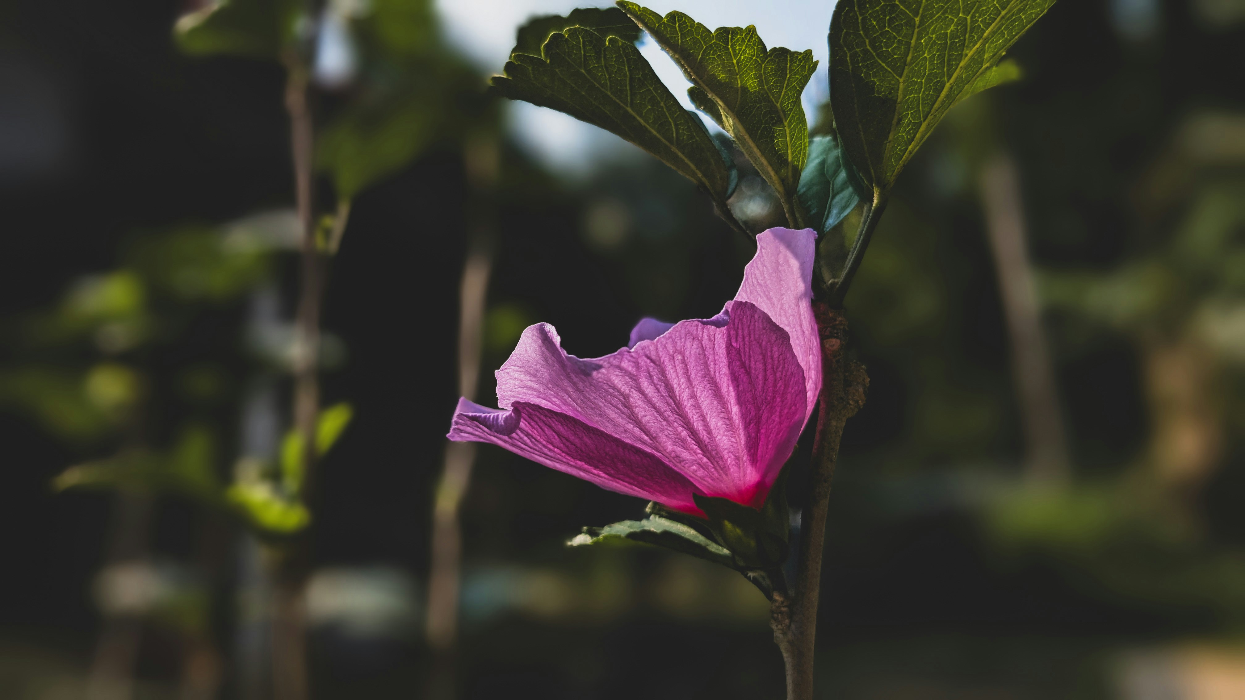 Photo by photogitthi