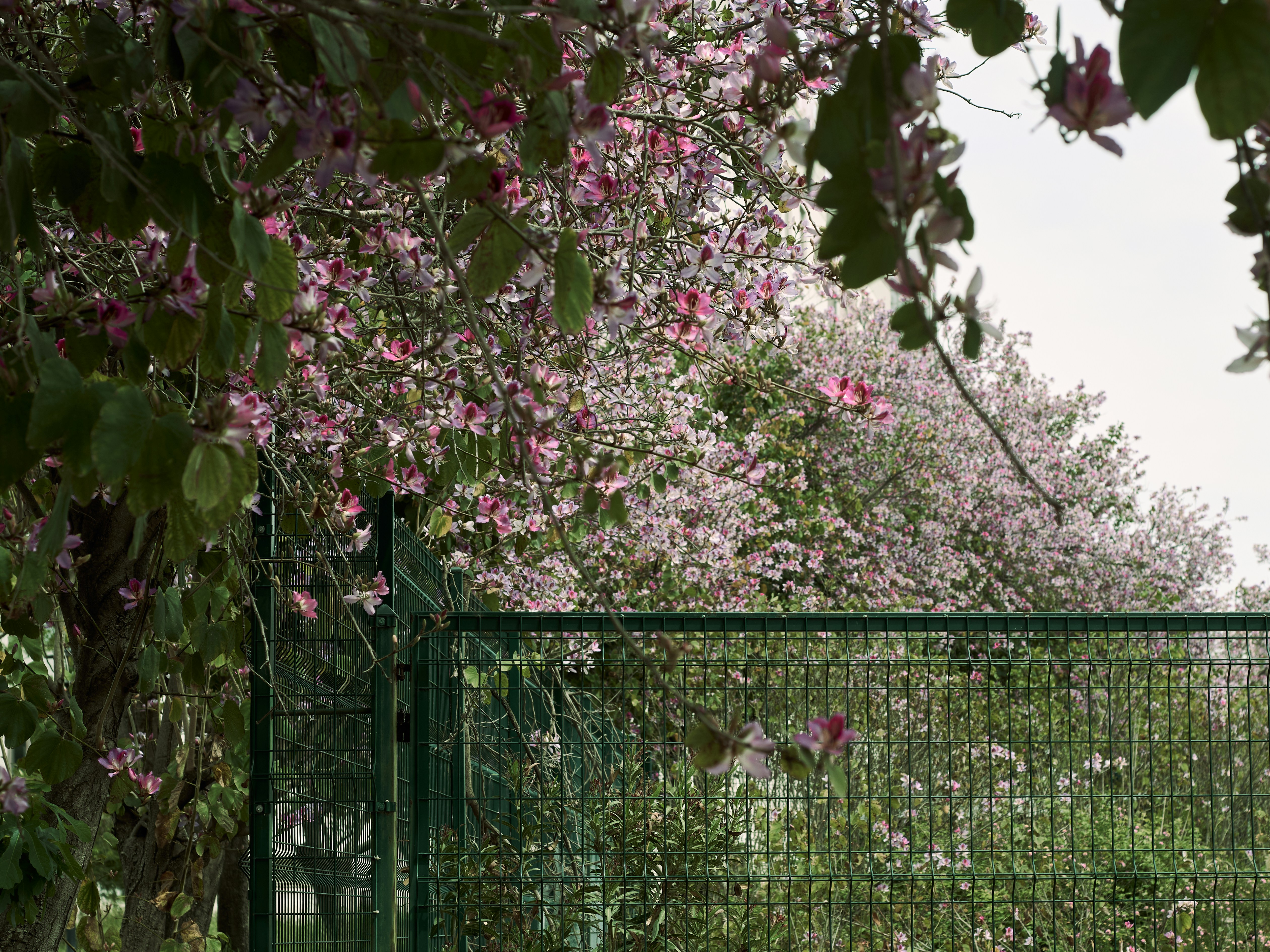 Price Tags and Pitfalls: What to Expect When Budgeting for a Garden Fence