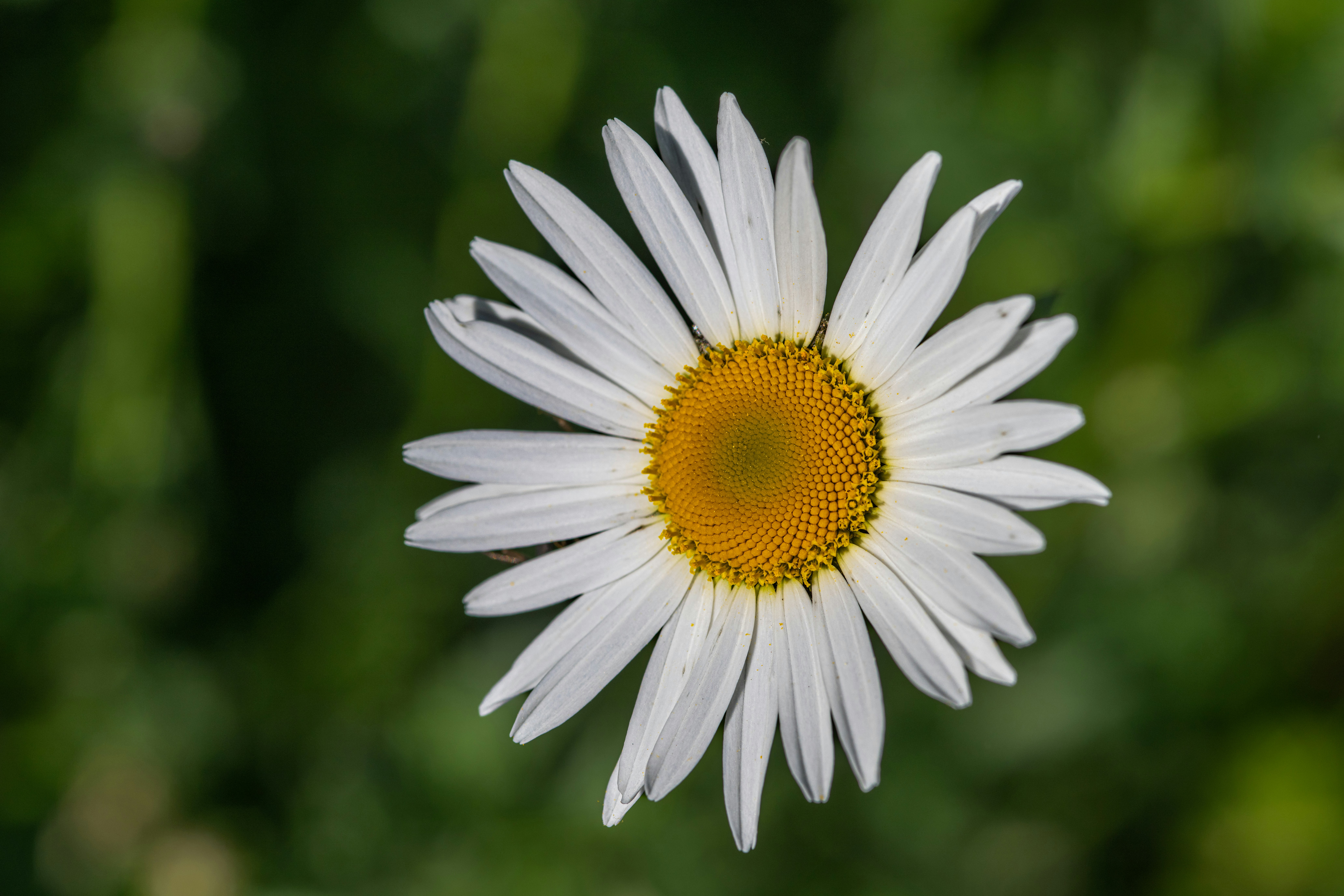 Photo by siegfriedpoepperl