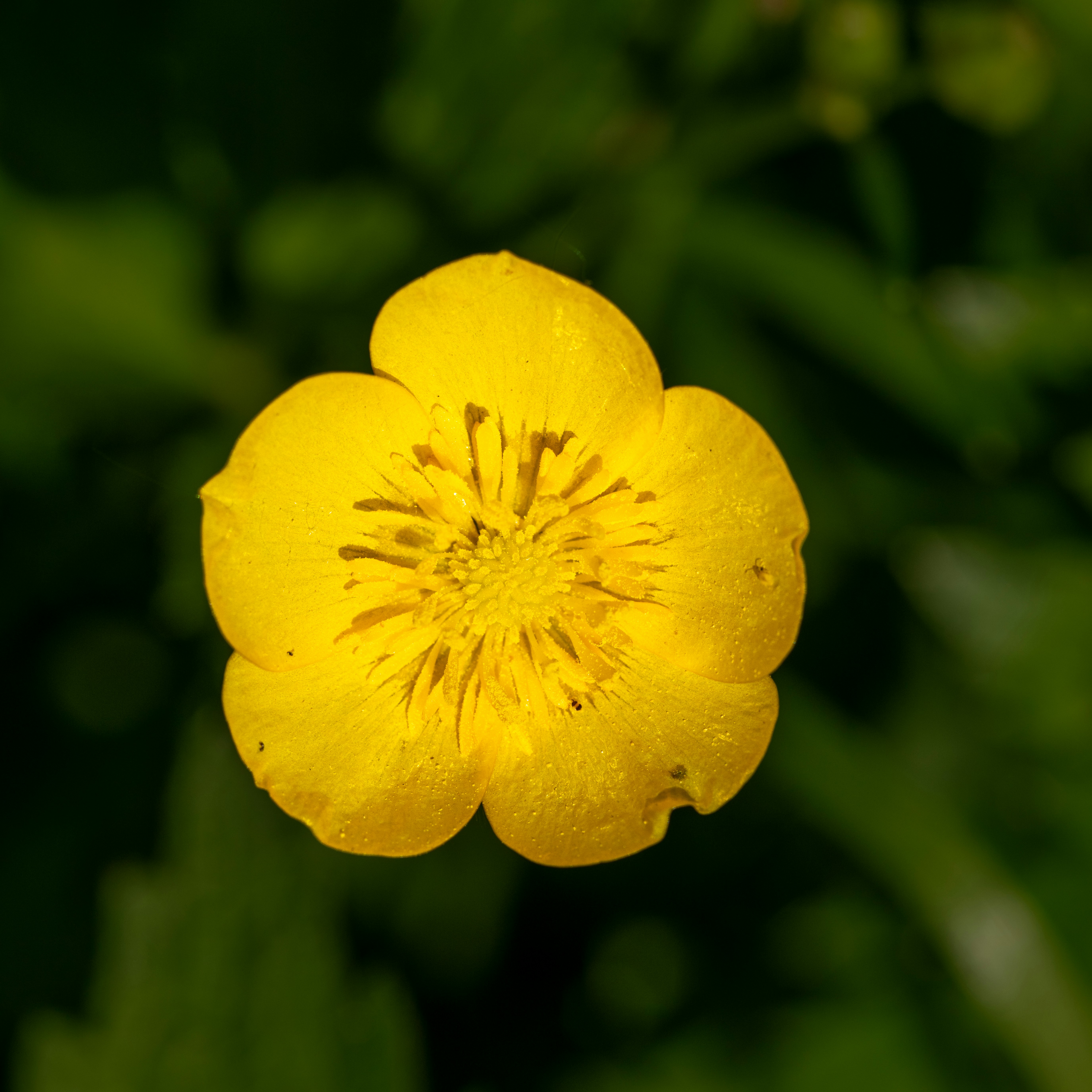 Photo by siegfriedpoepperl