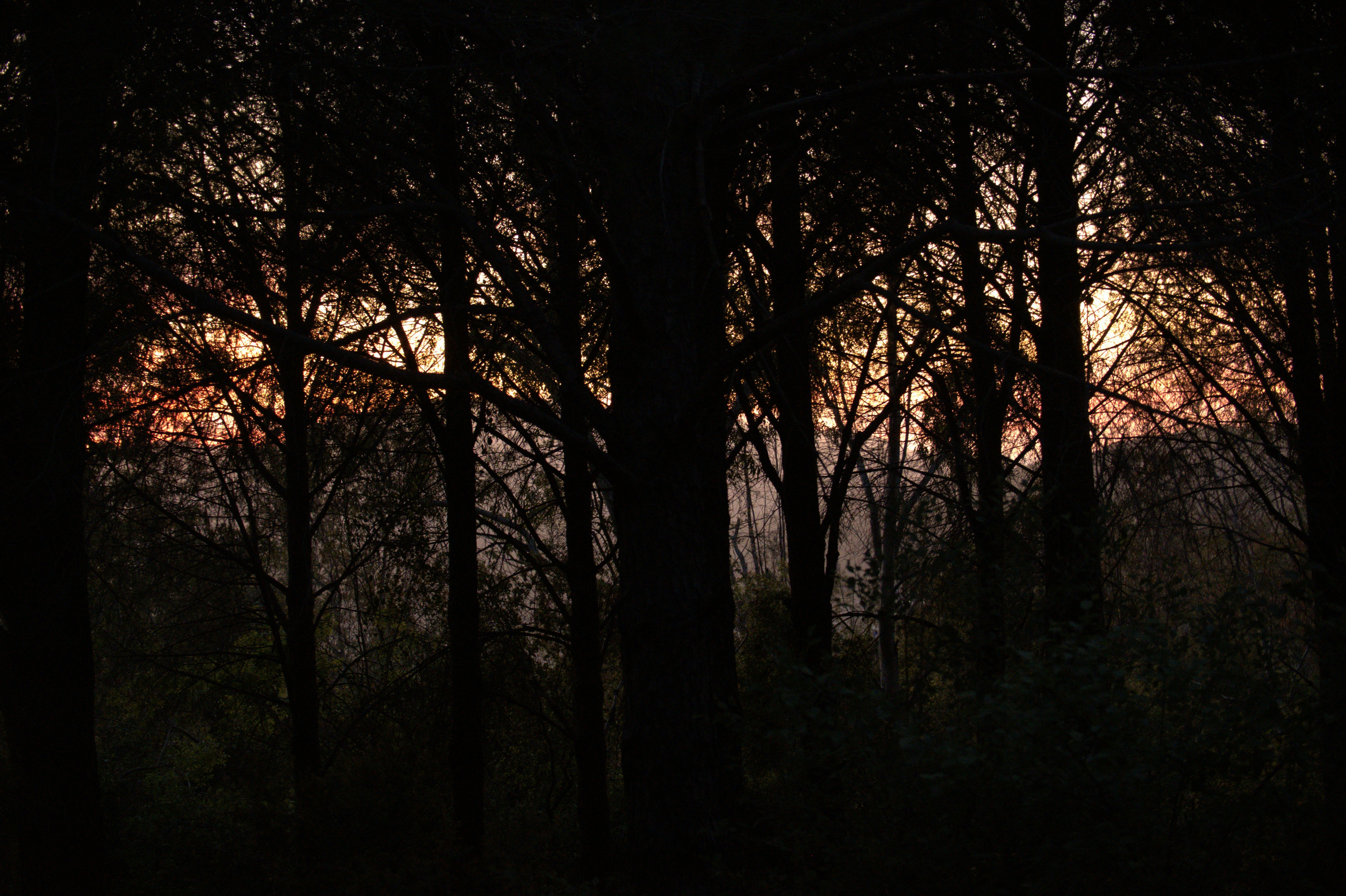 Cherry Springs State Park