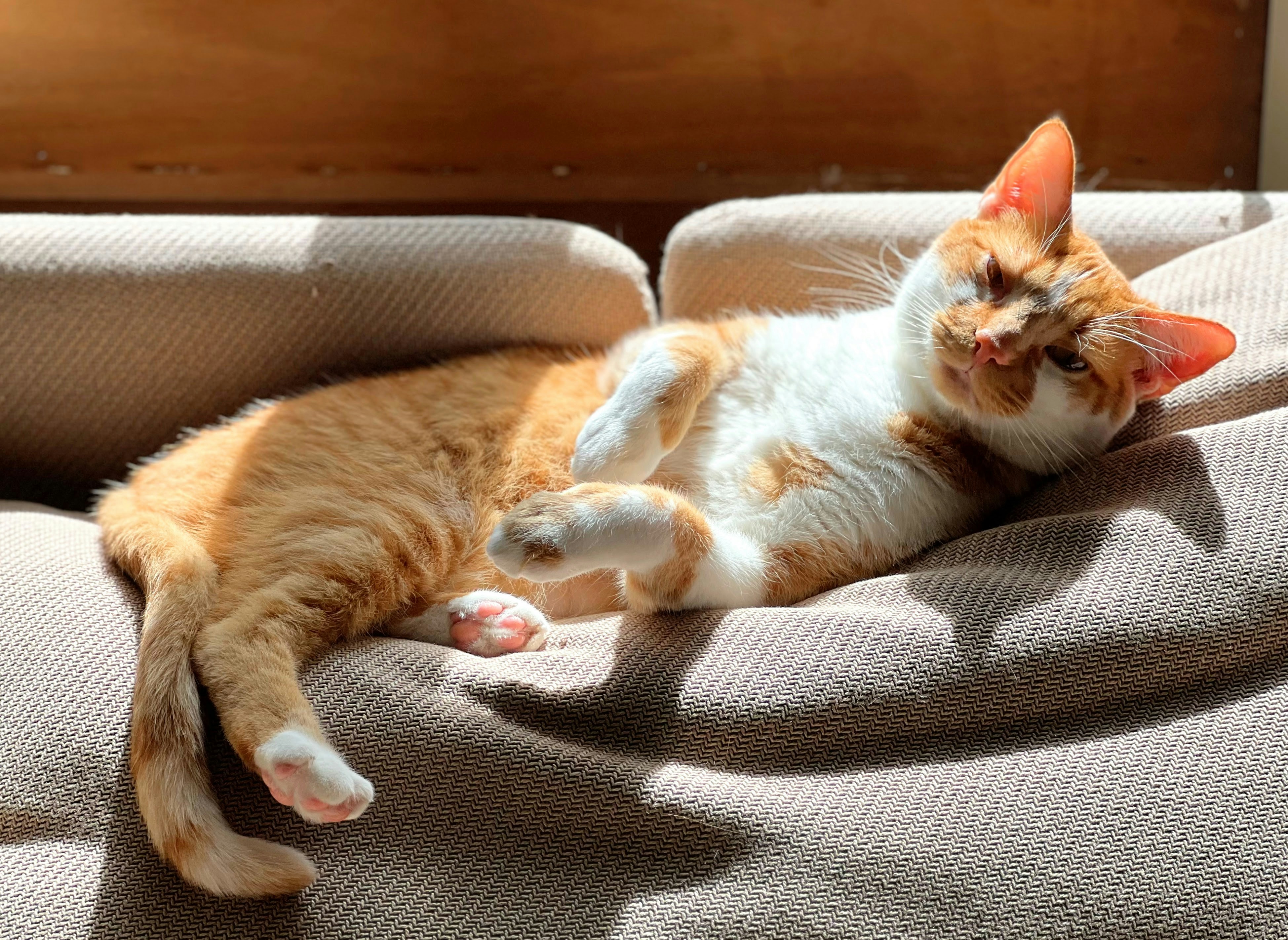 Warmth Ritual: Toasty Naps for Happy Cats (image credits: unsplash)