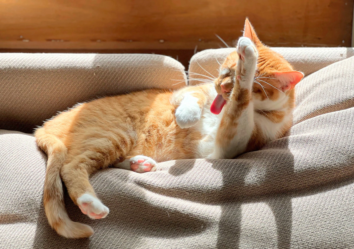 Relaxed cat after a grooming visit