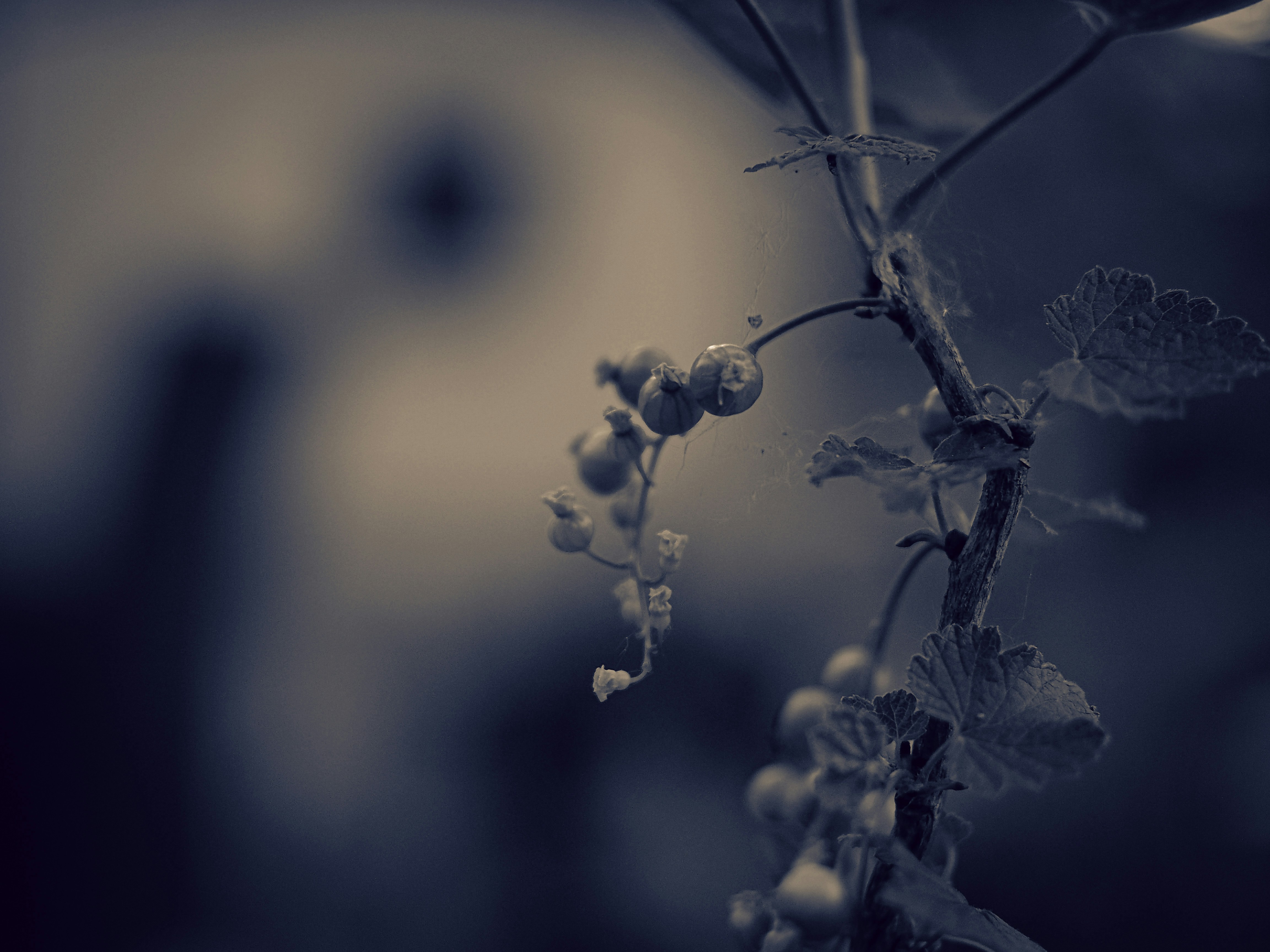 Berries on a branch against a blurry backdrop.