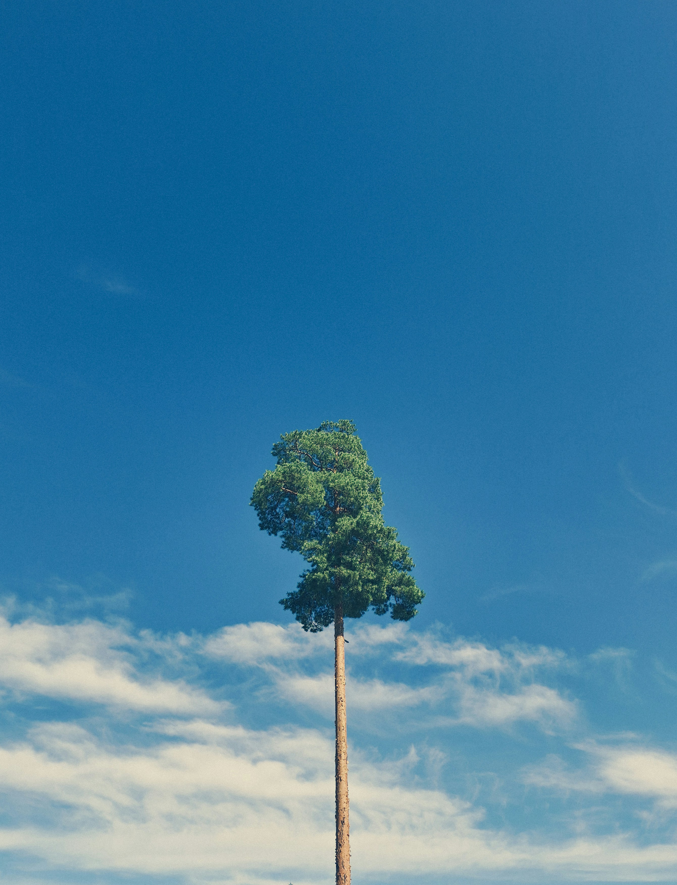A lone tree stands against a bright, blue sky.