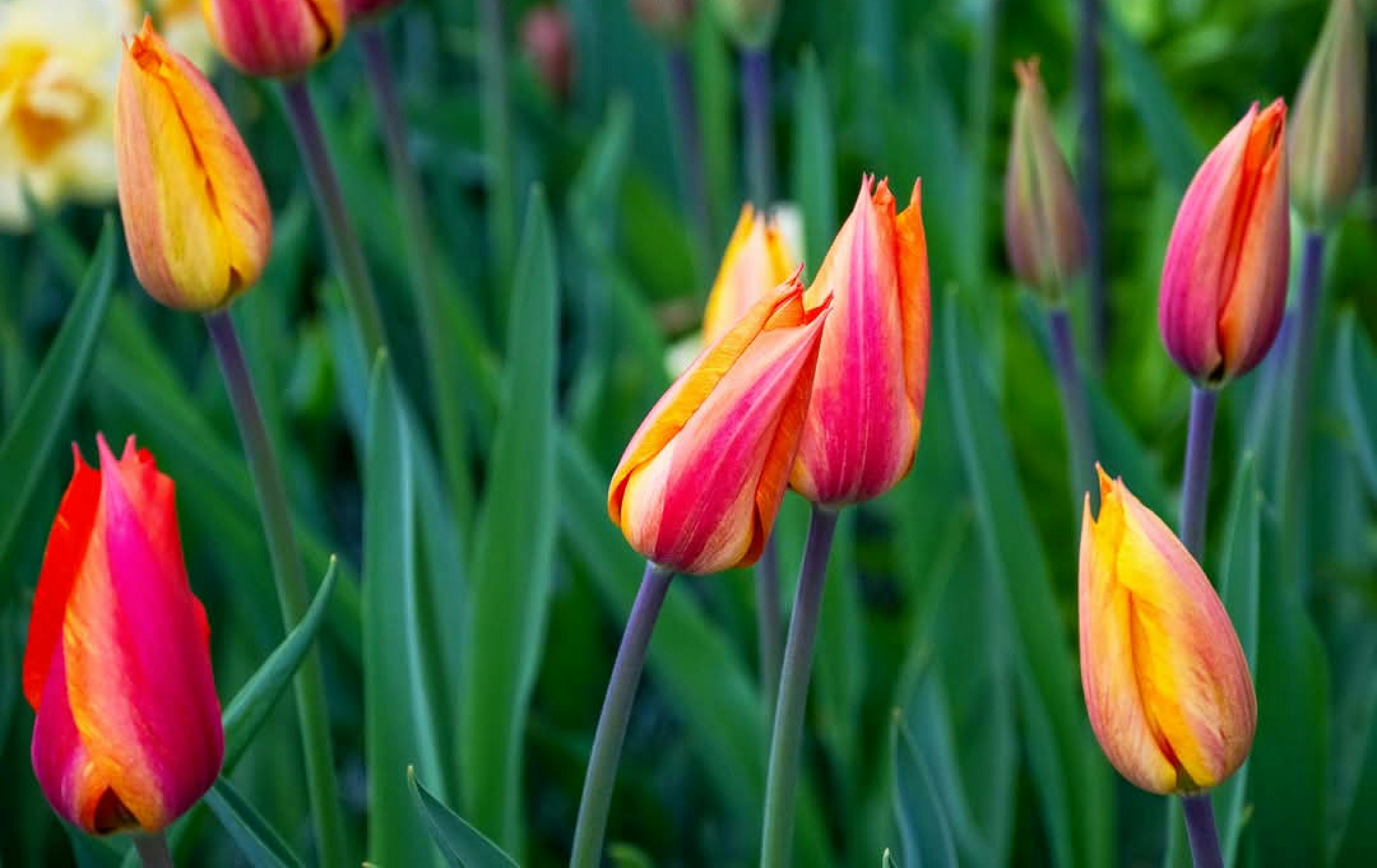 Photo by lfcsfilipesousa