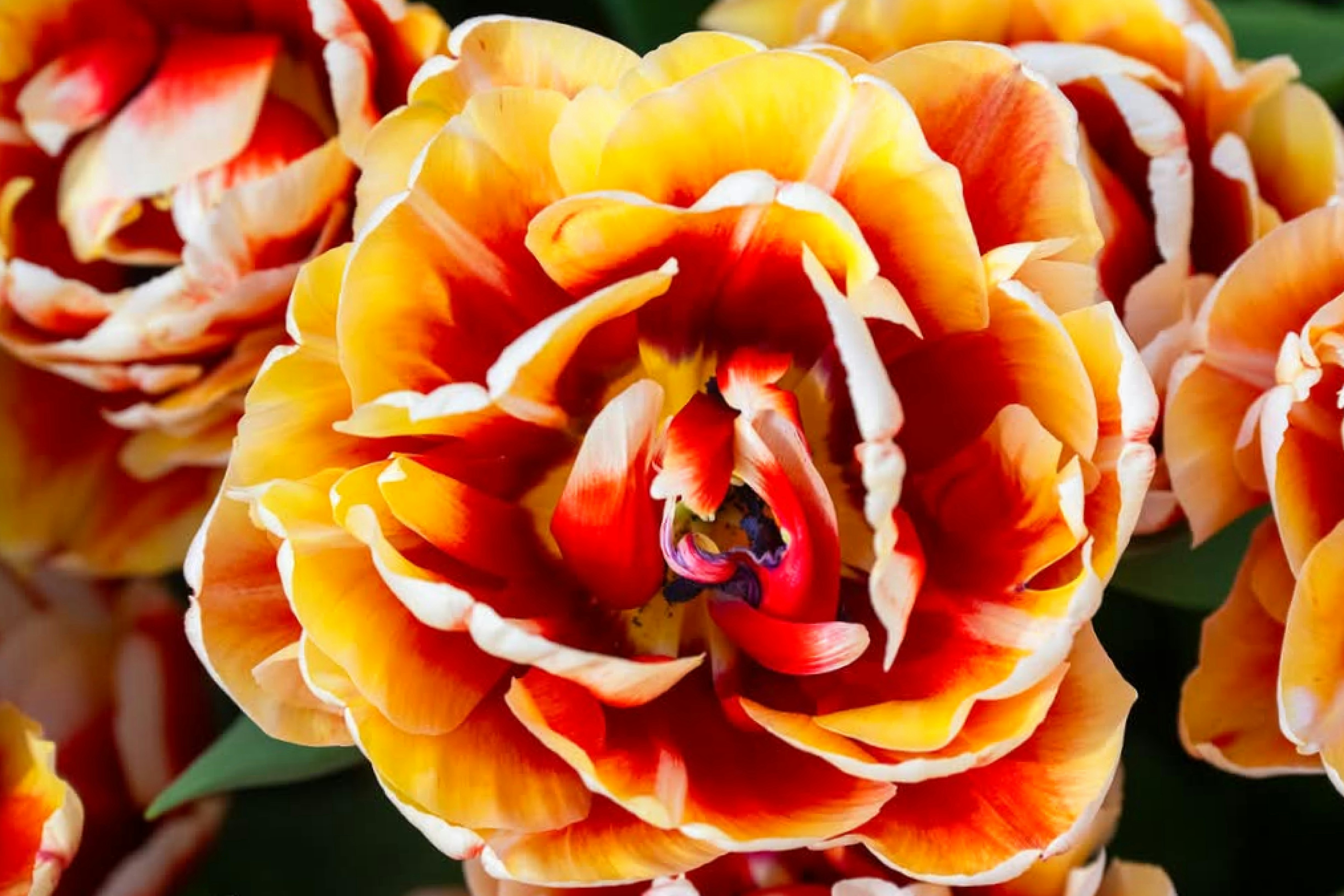 Photo by lfcsfilipesousa