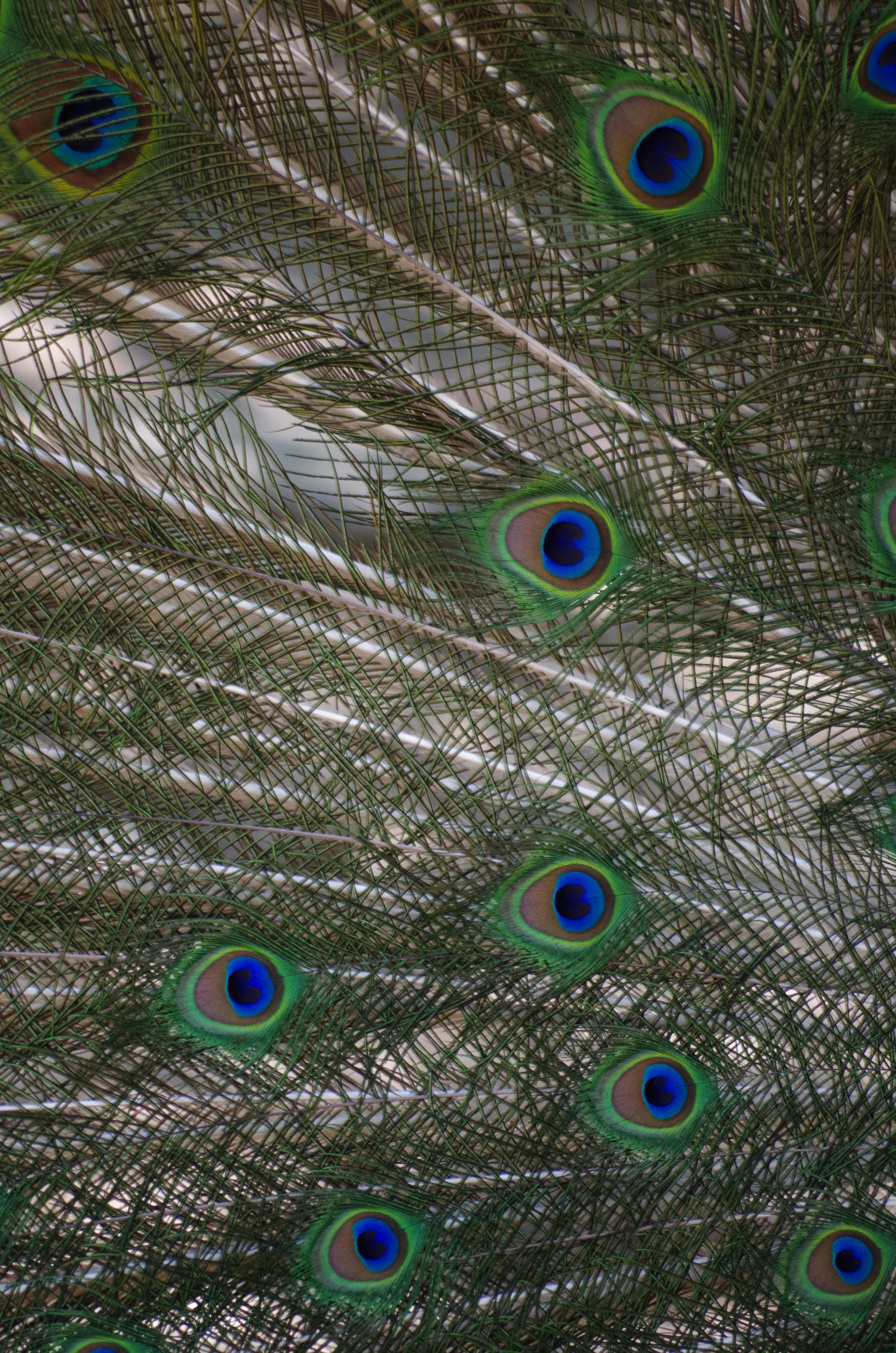 Photo by yellowdesigner