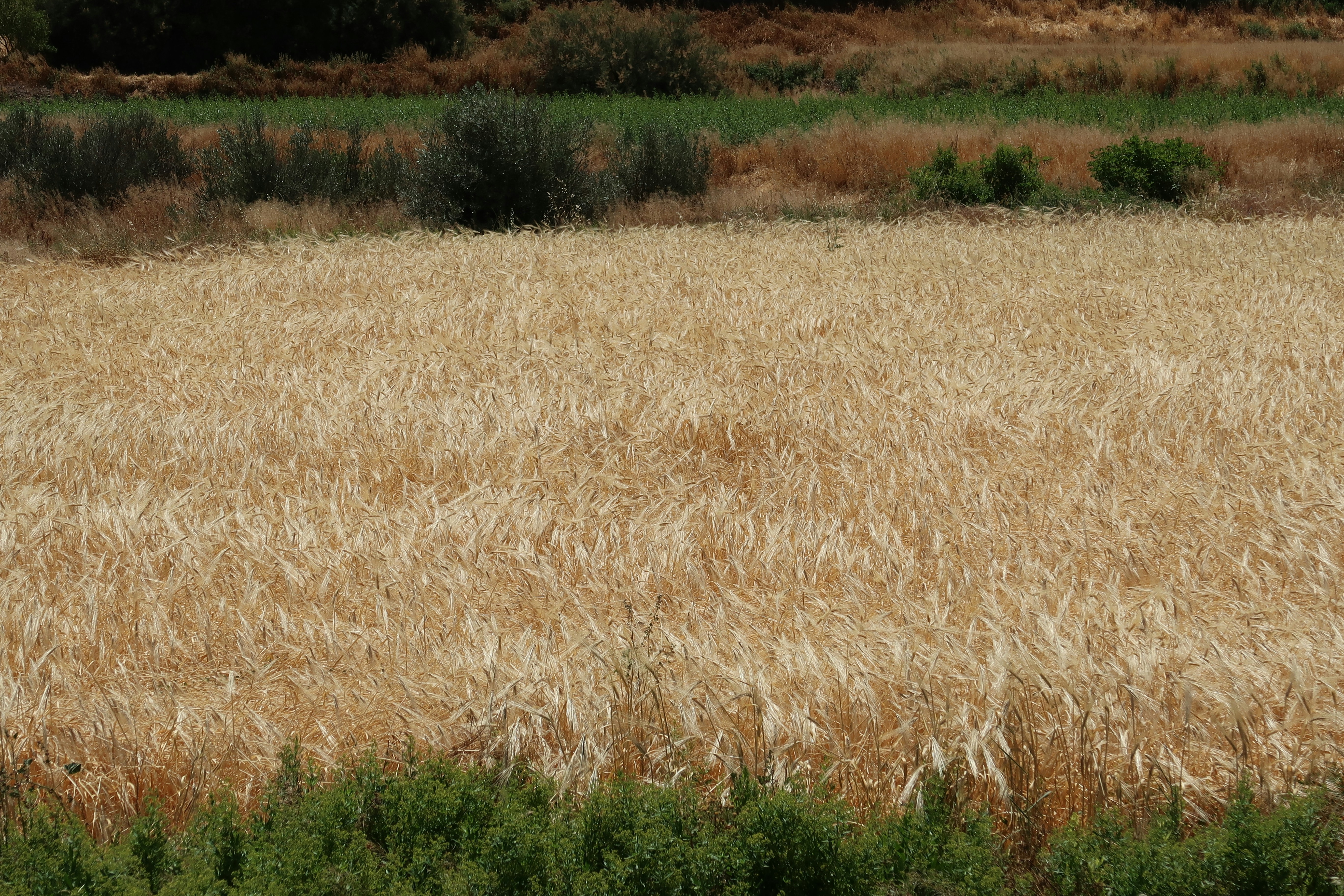 A field of golden wheat ready for harvest.
