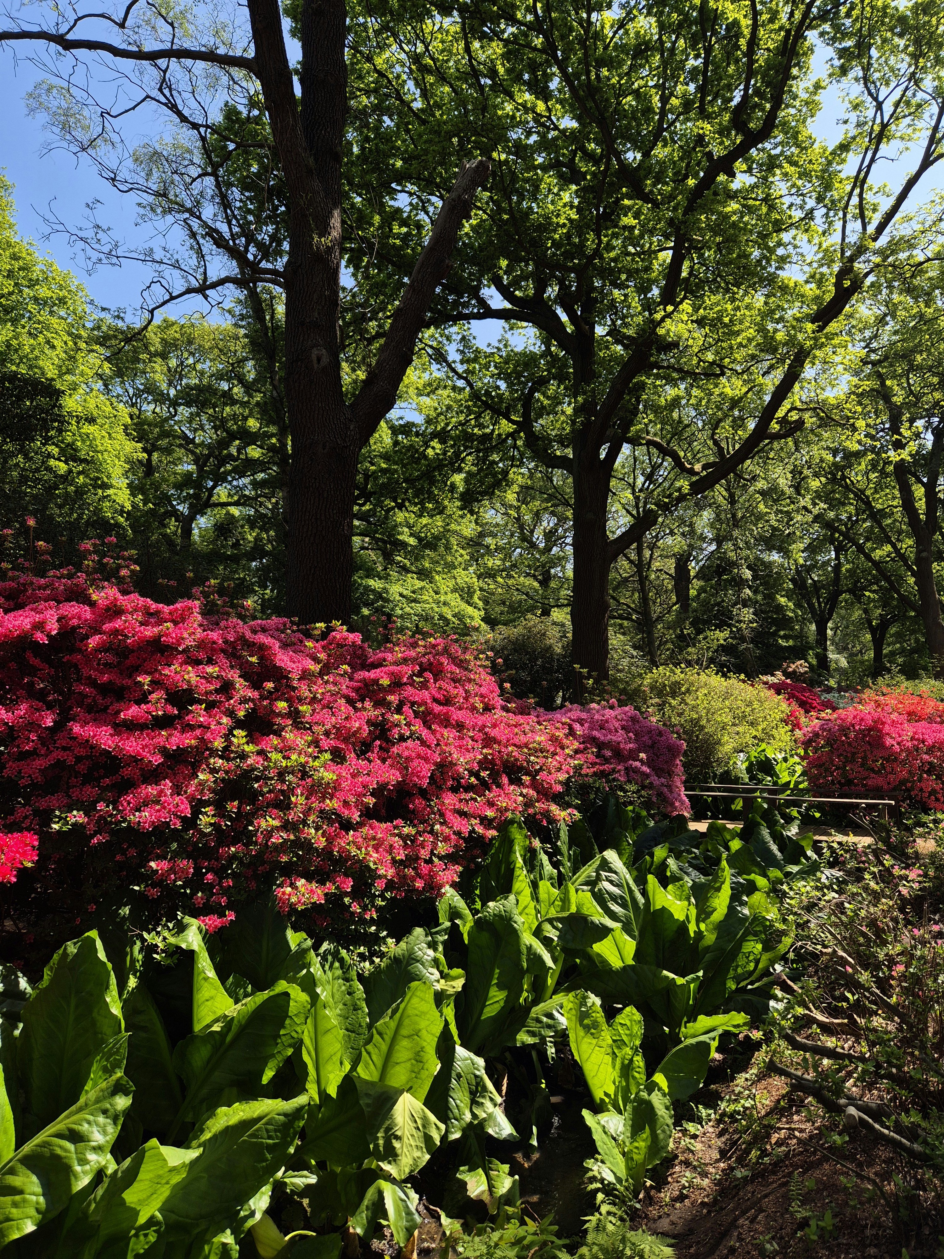 Beautiful flowers bloom in the sunny garden.
