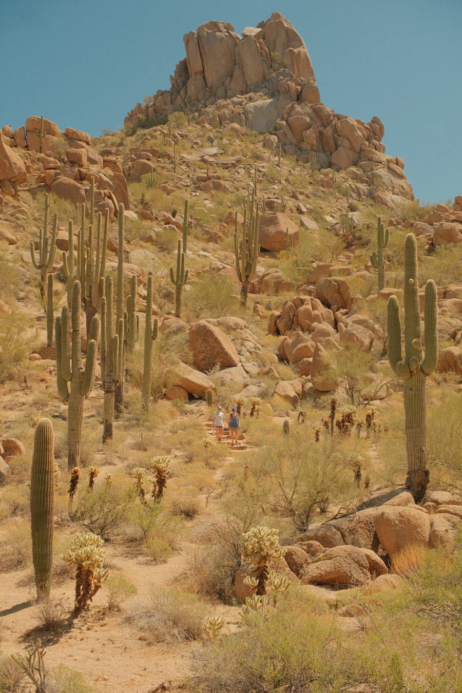 Cacti on rocky ground