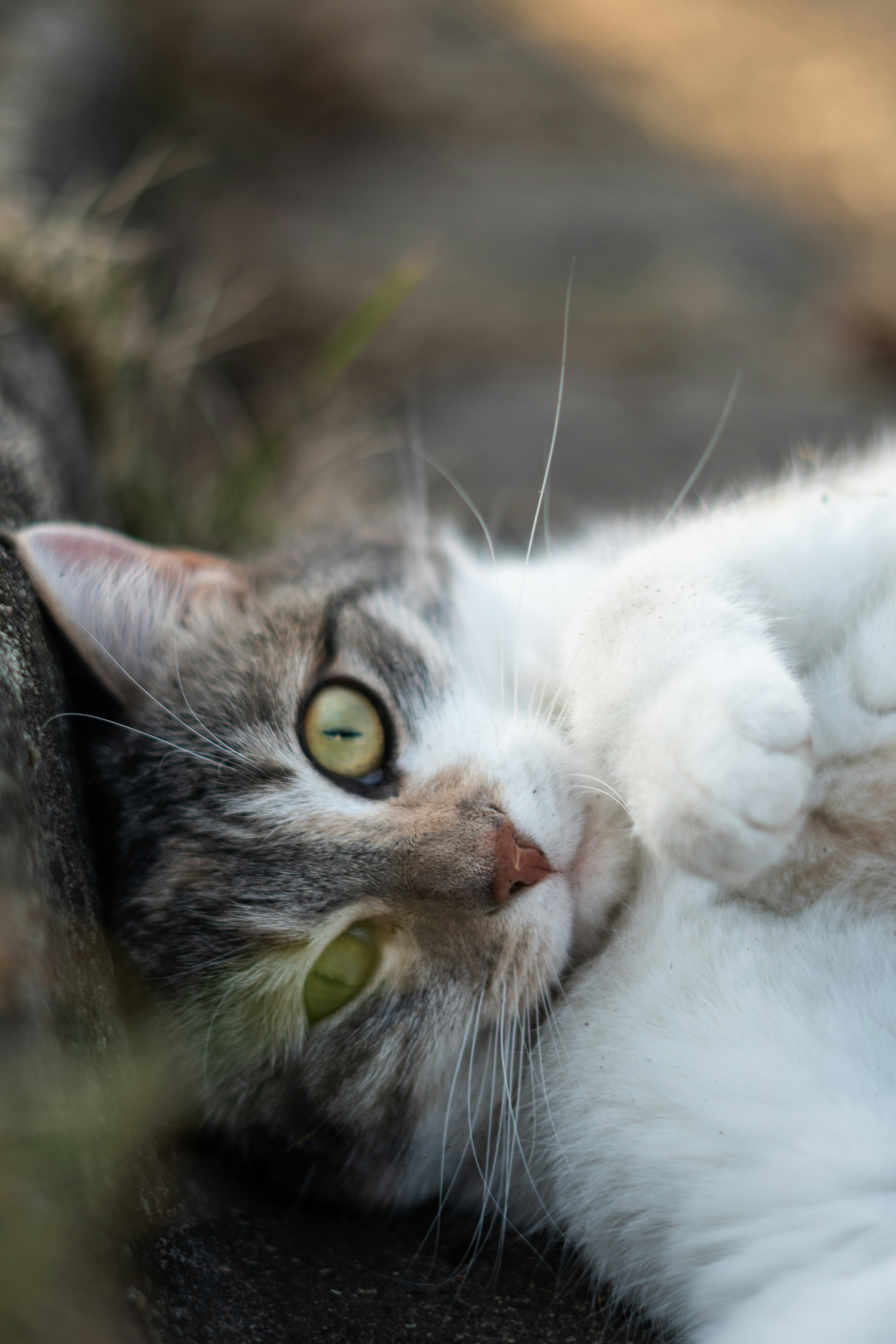 A cat is lying down and looking at the camera.
