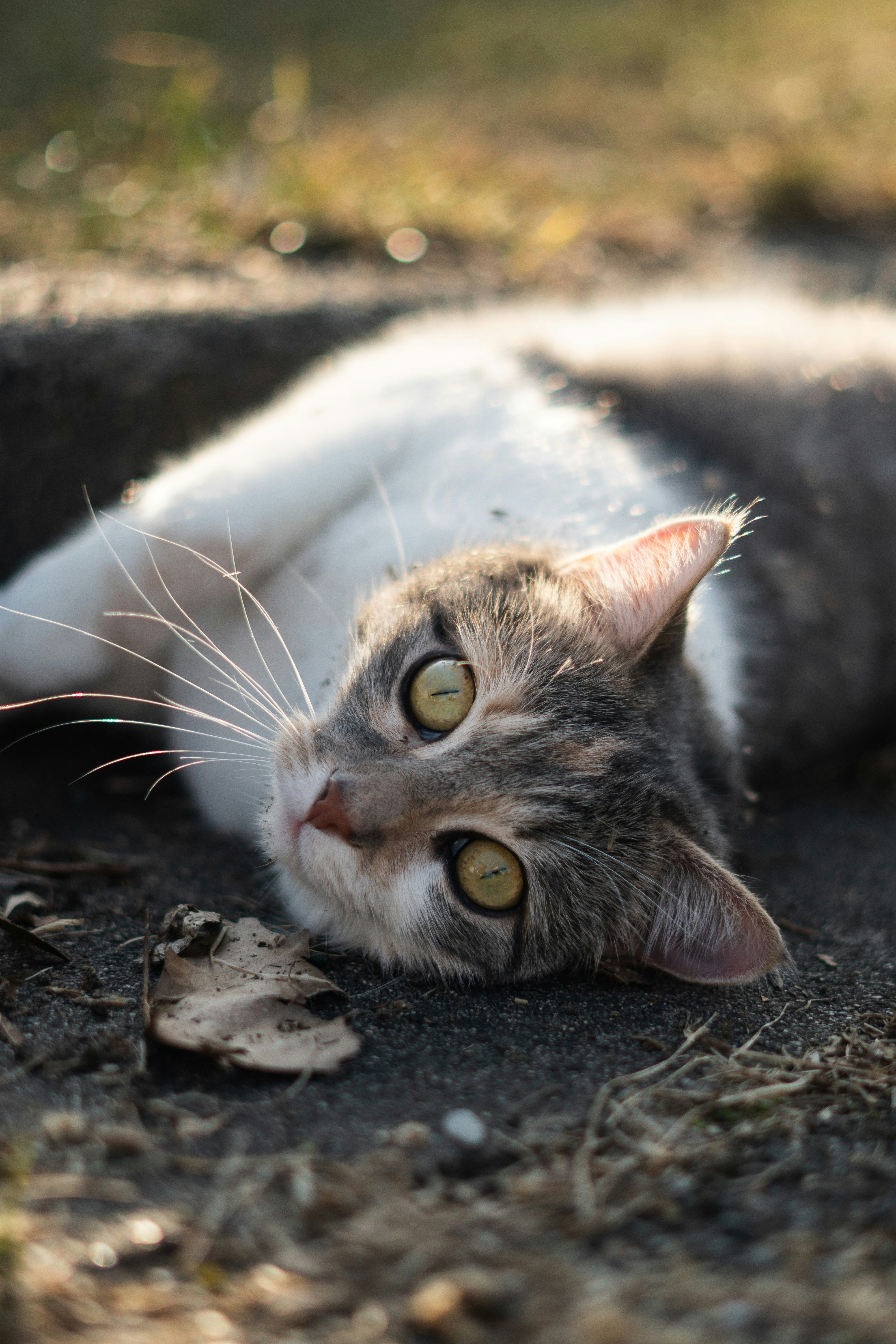 Relaxed Body Language (image credits: unsplash)