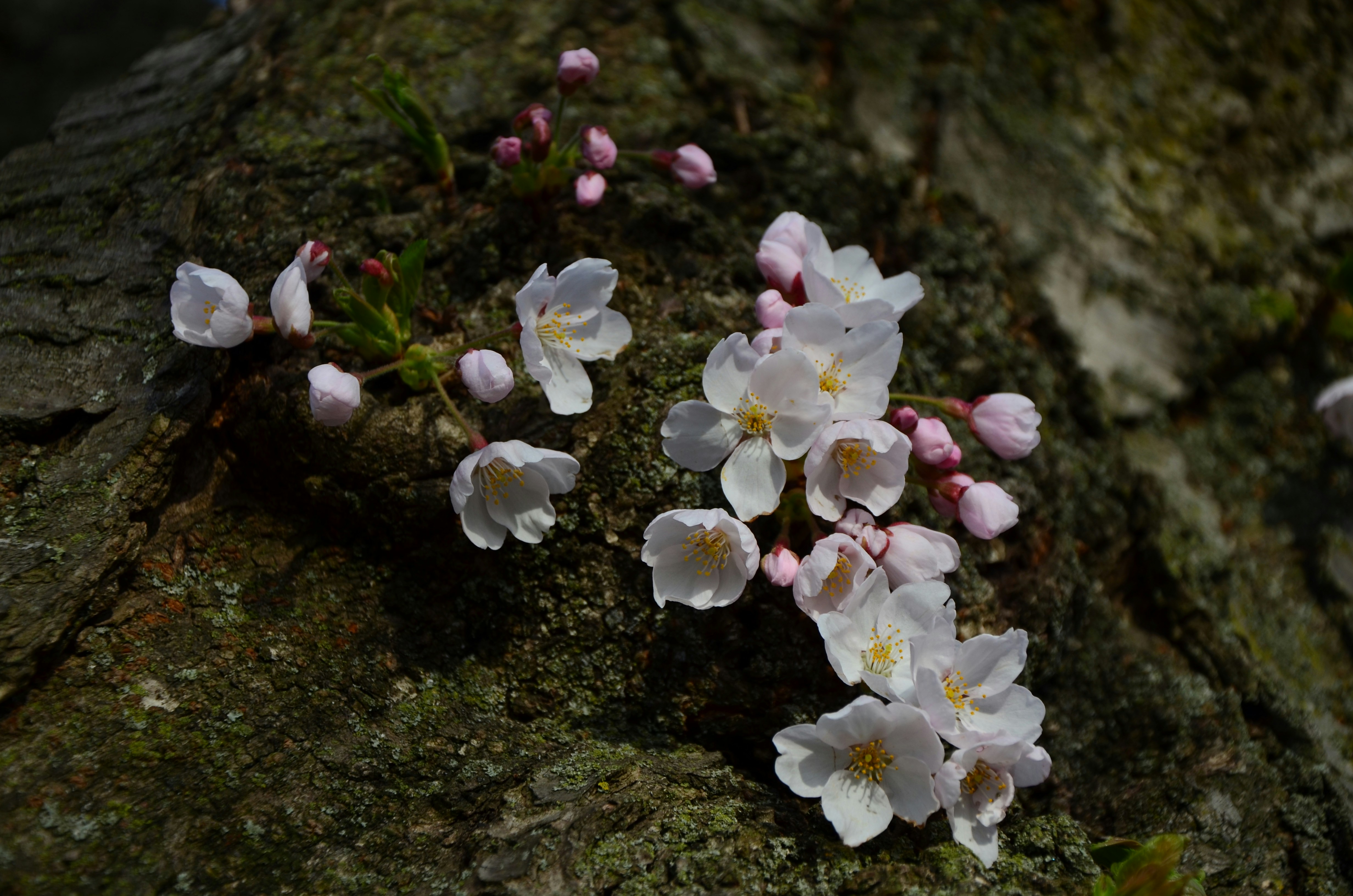 Photo by patroltheark