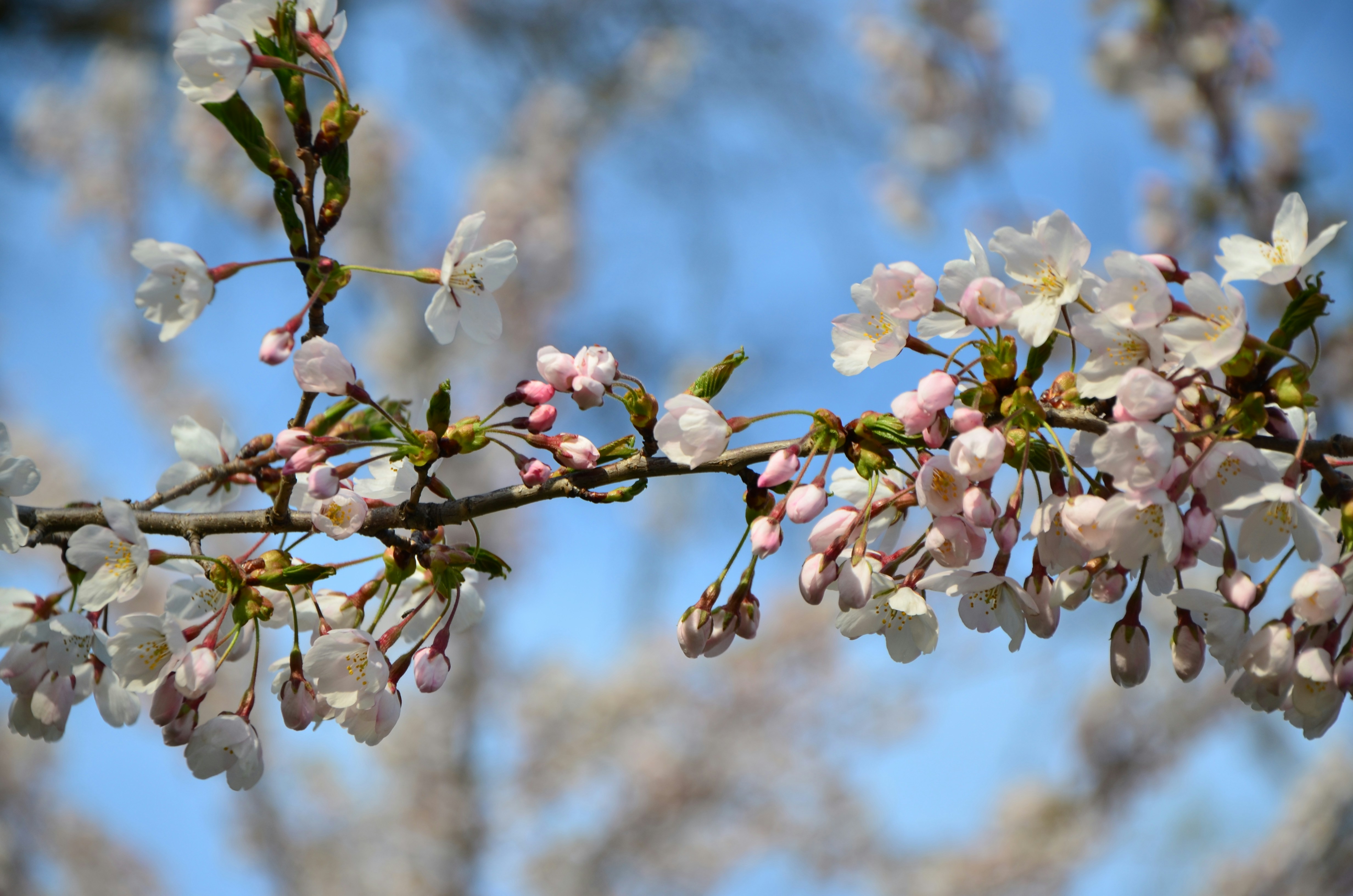 Photo by patroltheark