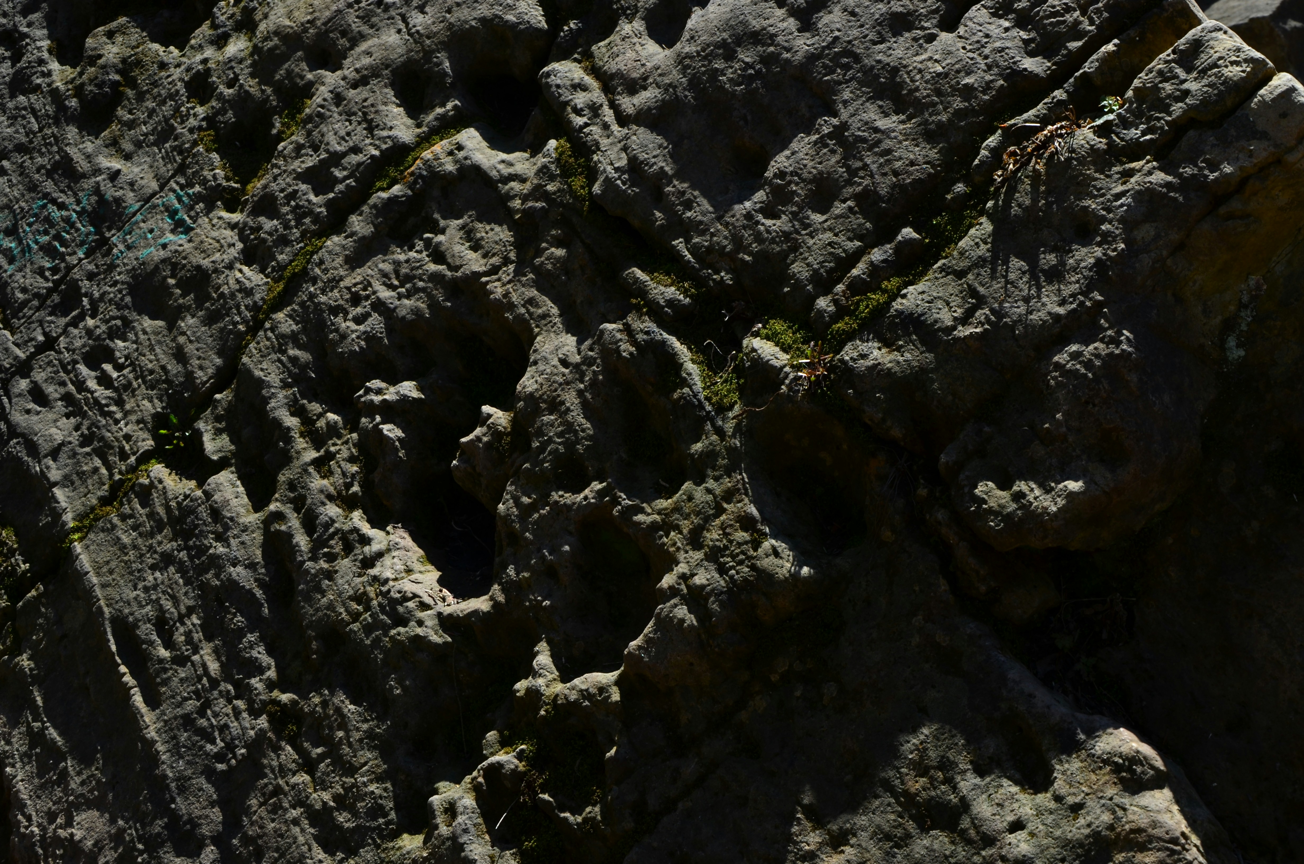 Photo by patroltheark