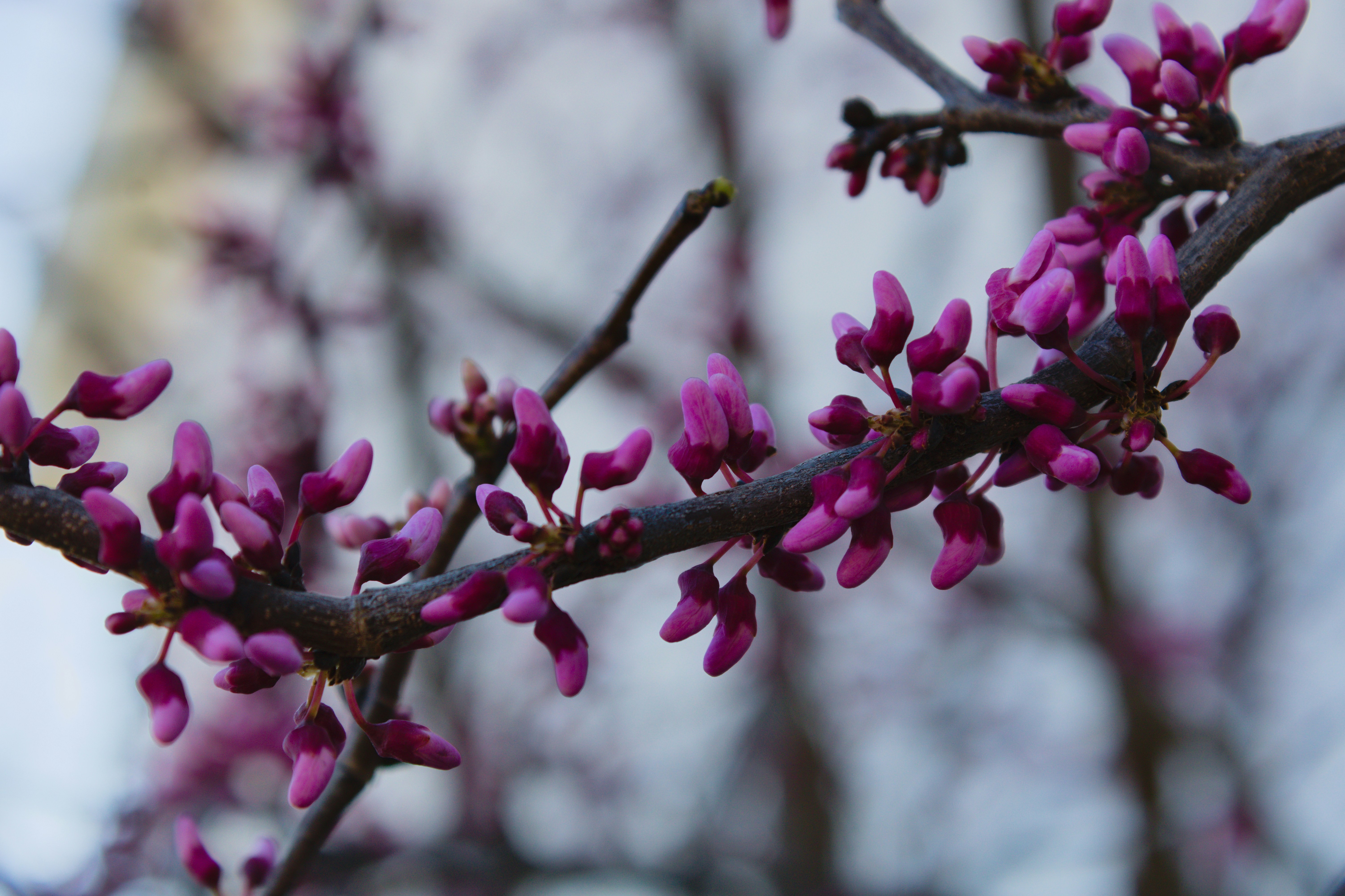 Pink buds bloom on a tree branch.