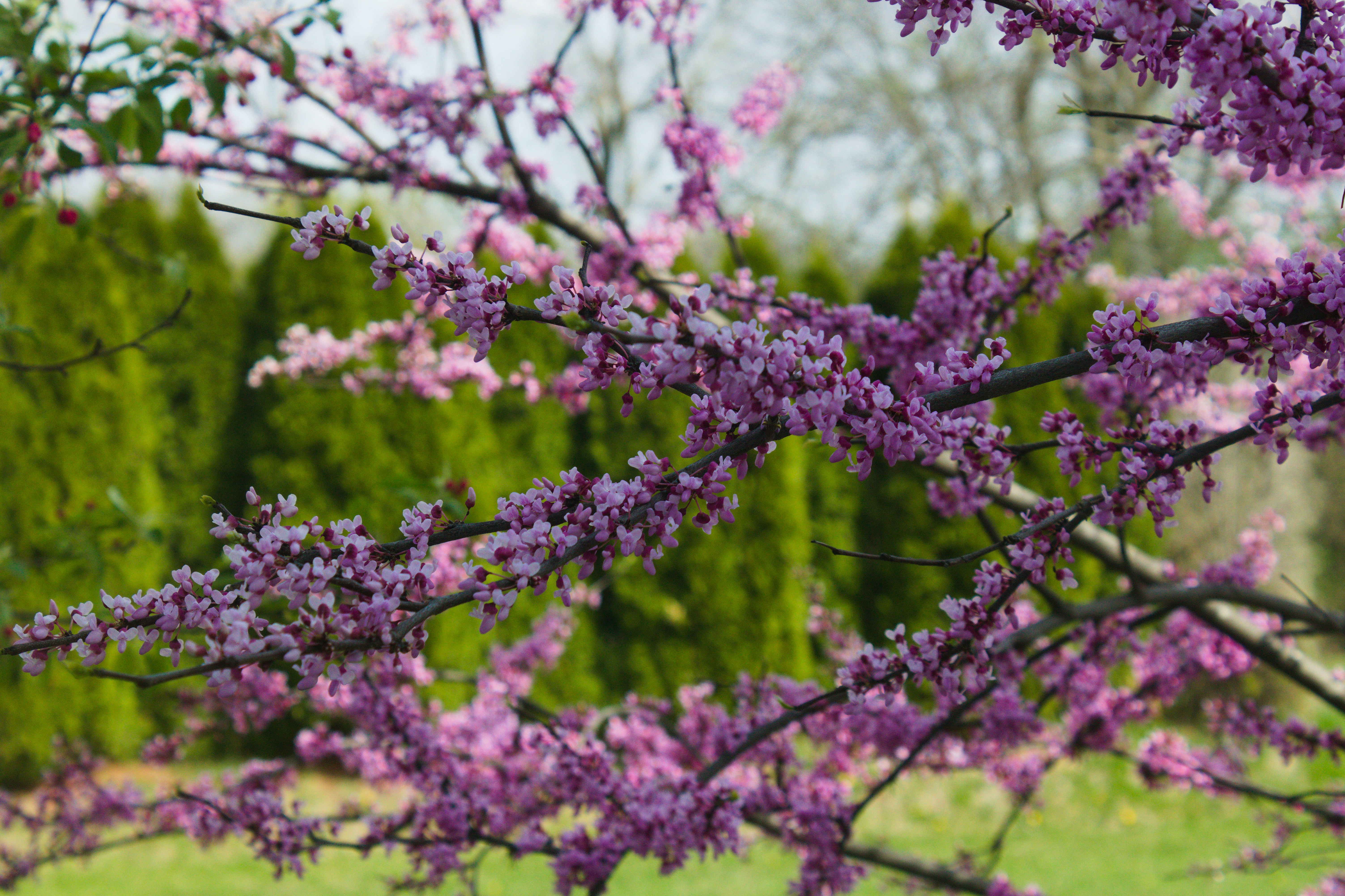 Purple blossoms bloom against greenery.