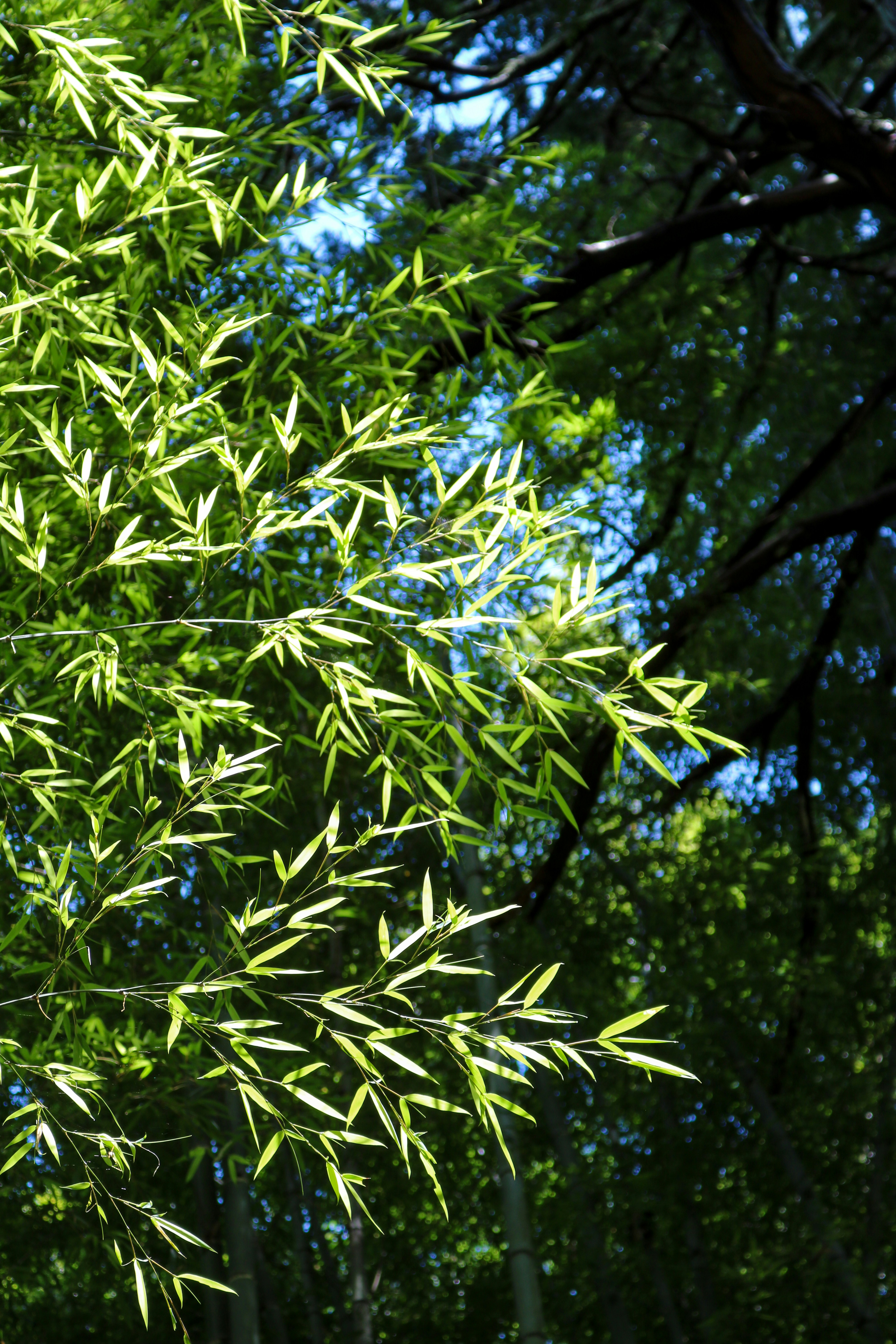 Sunlight shines on bright green bamboo leaves.