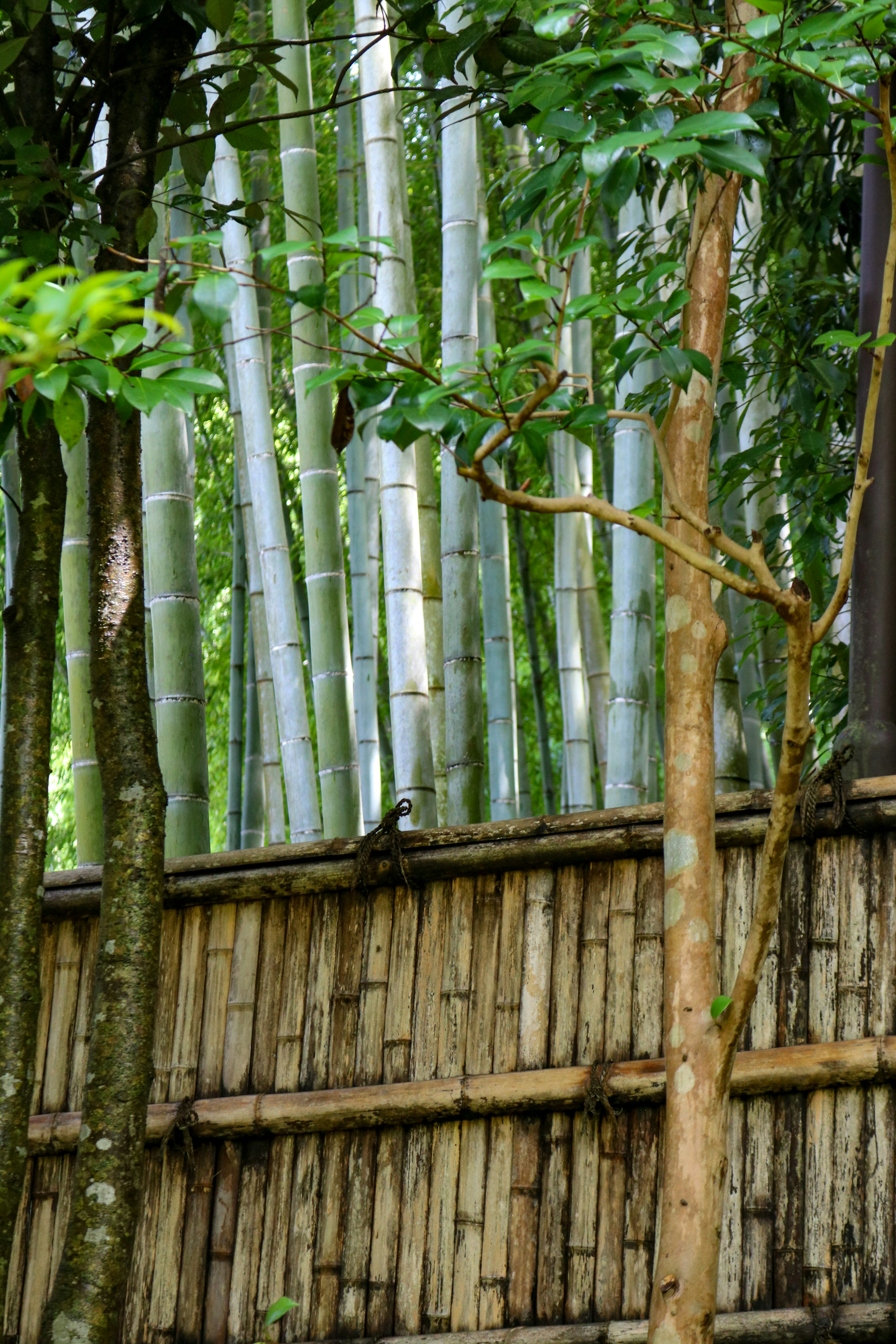 Bamboo forest behind a rustic wooden fence.