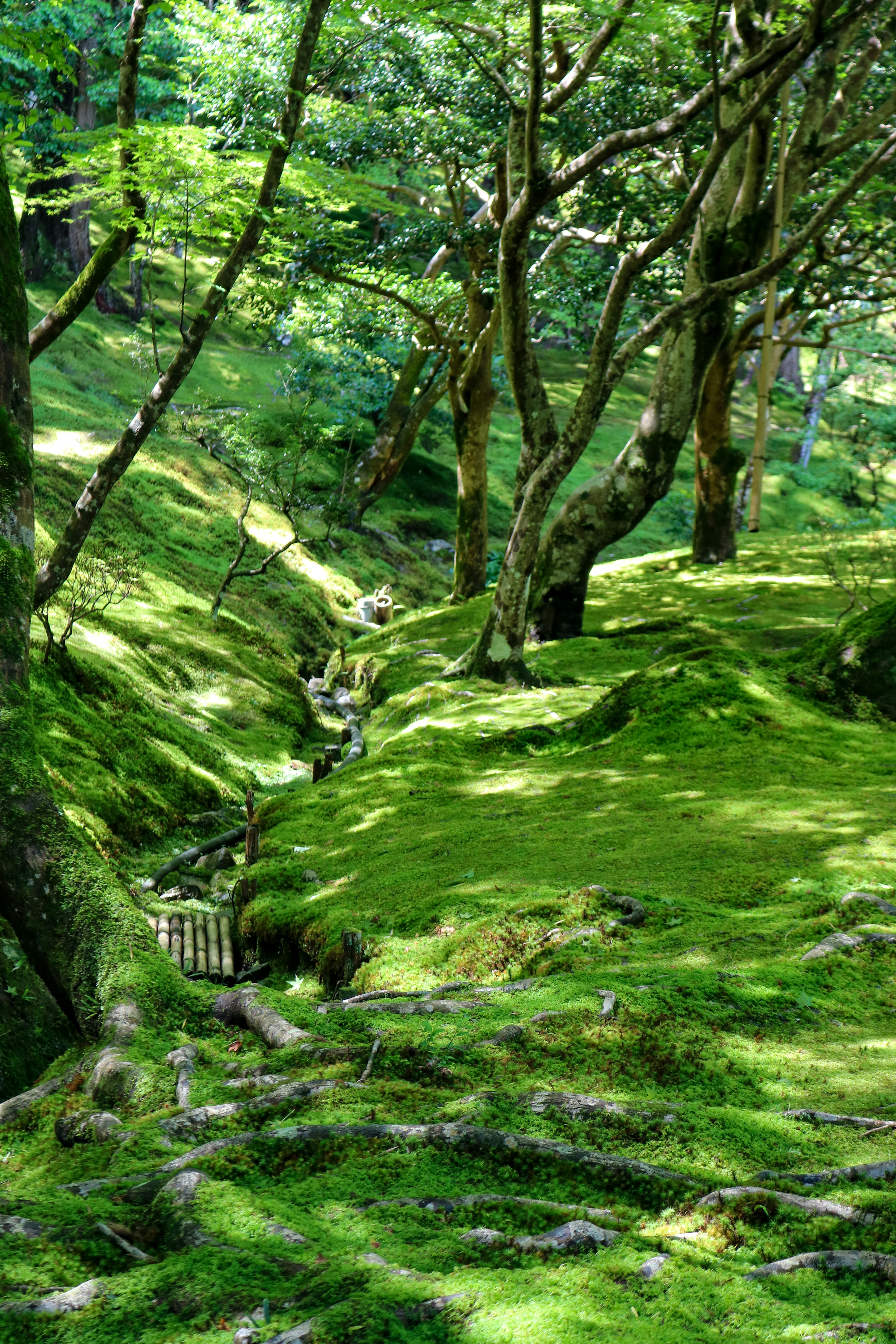 A lush, mossy forest scene with sunlight.