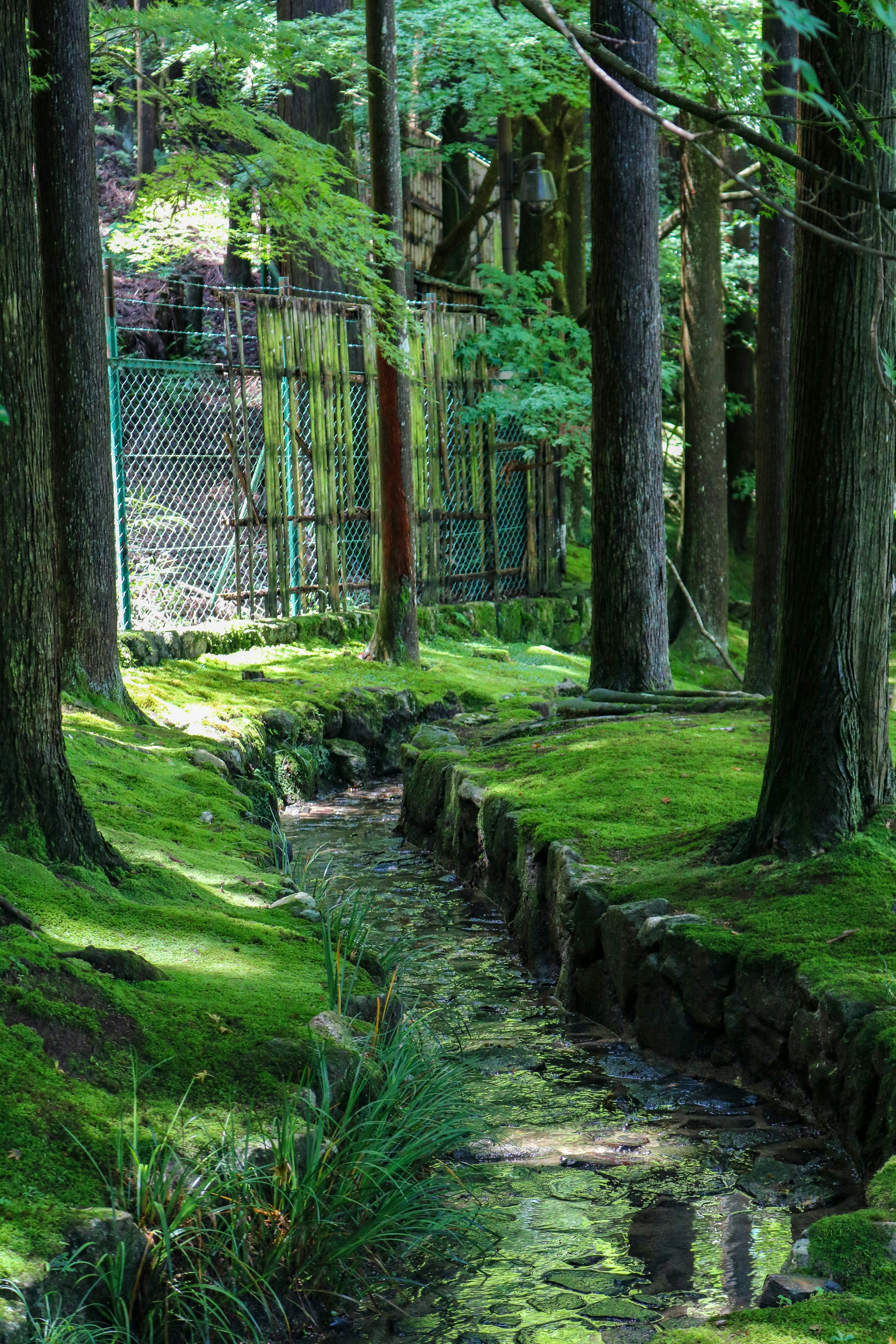 A mossy stream flows through a tranquil forest.