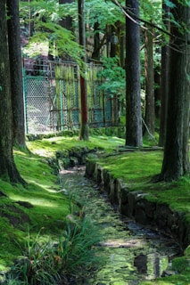 A mossy stream flows through a tranquil forest.