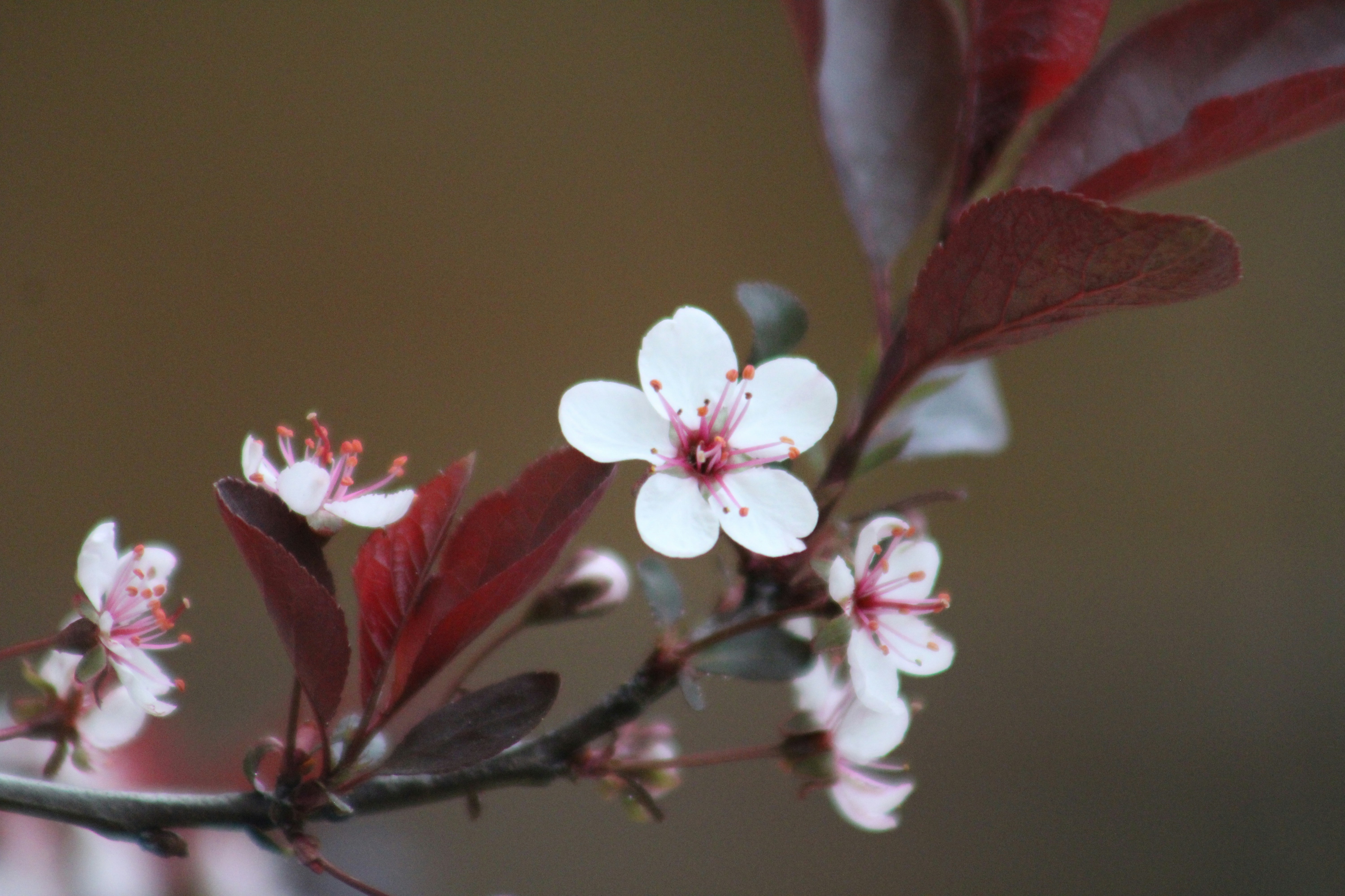 Photo by micaiahlane