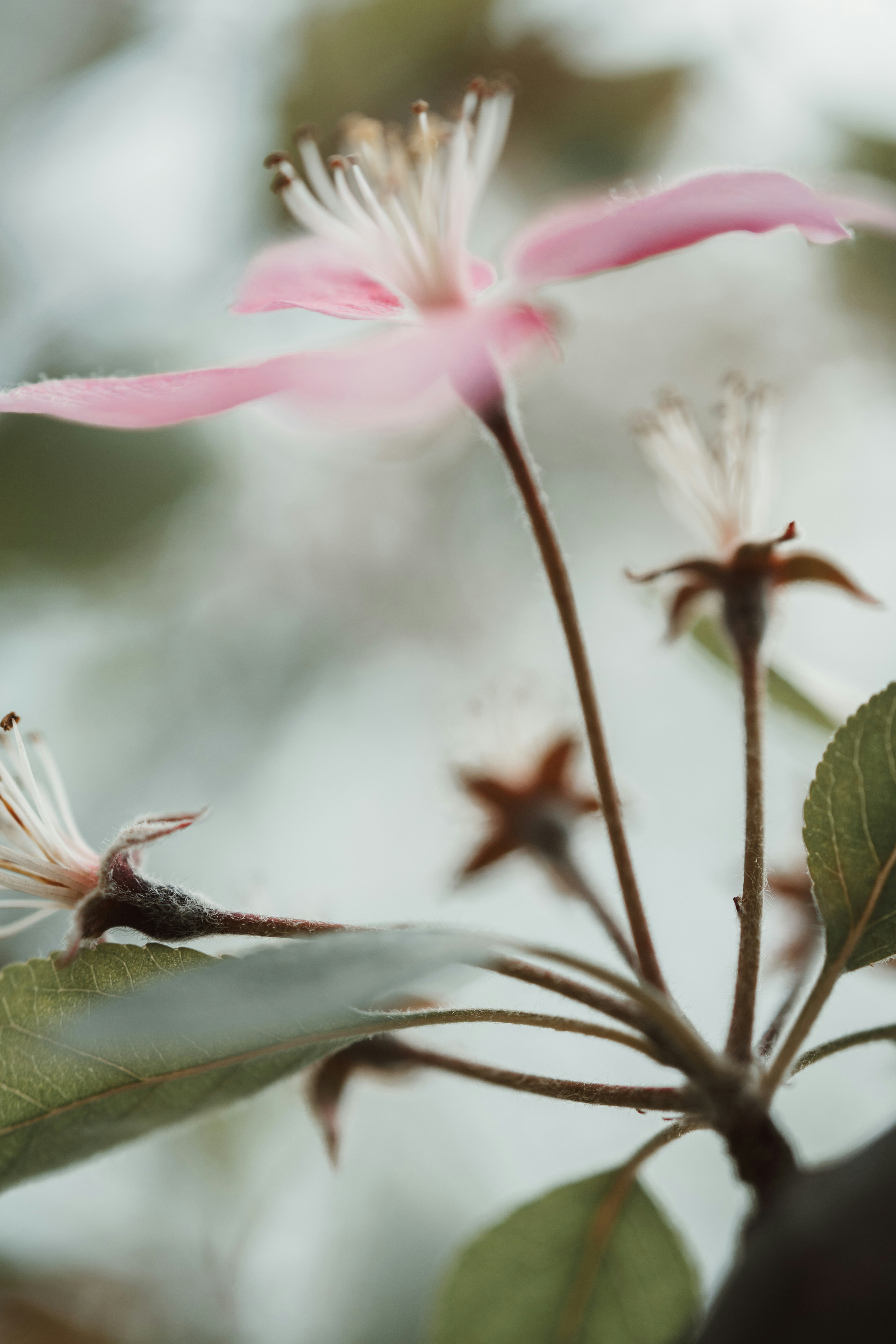 Pink flowers blossom on a blurred background.