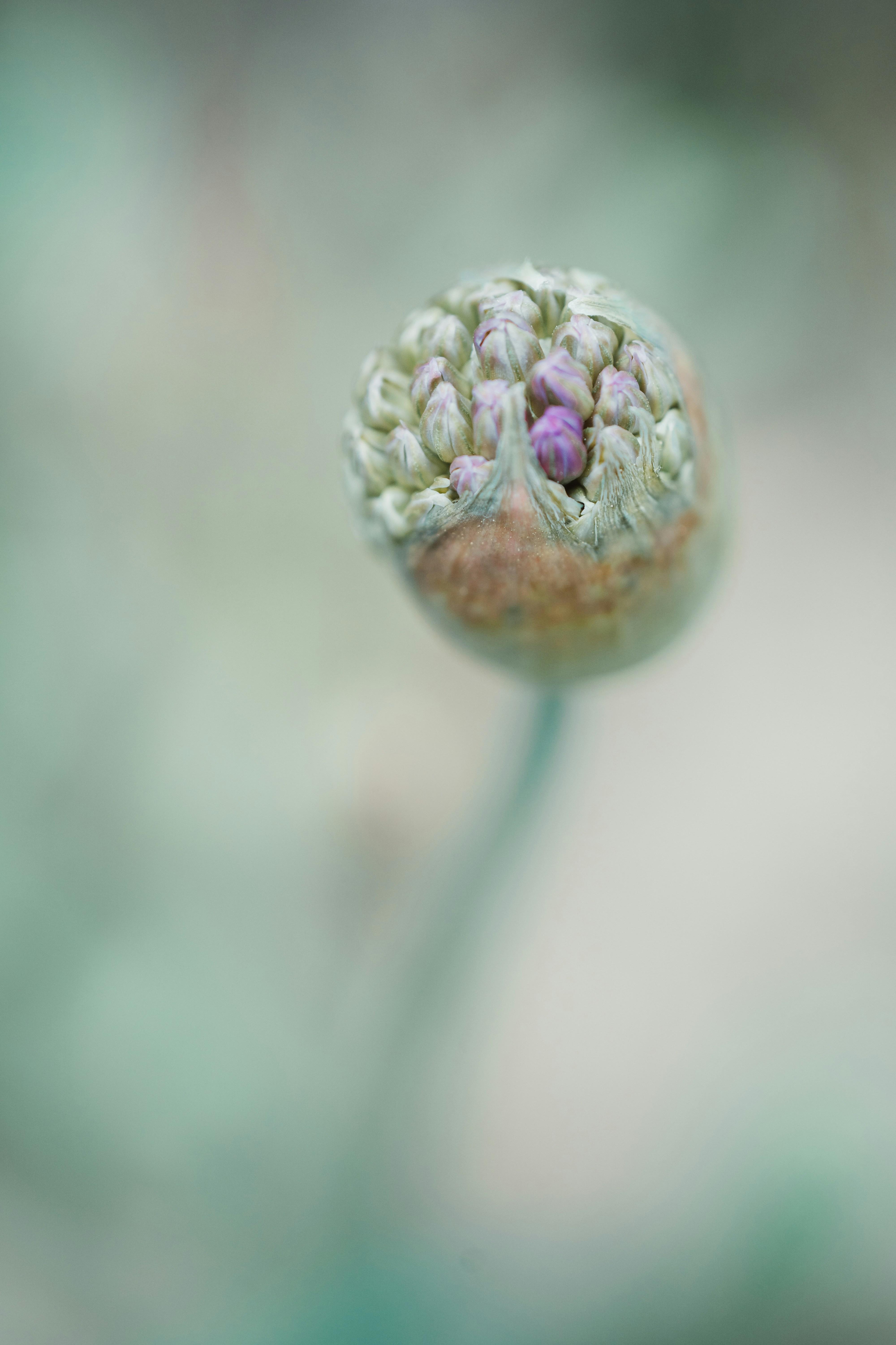 A flower bud is about to bloom.
