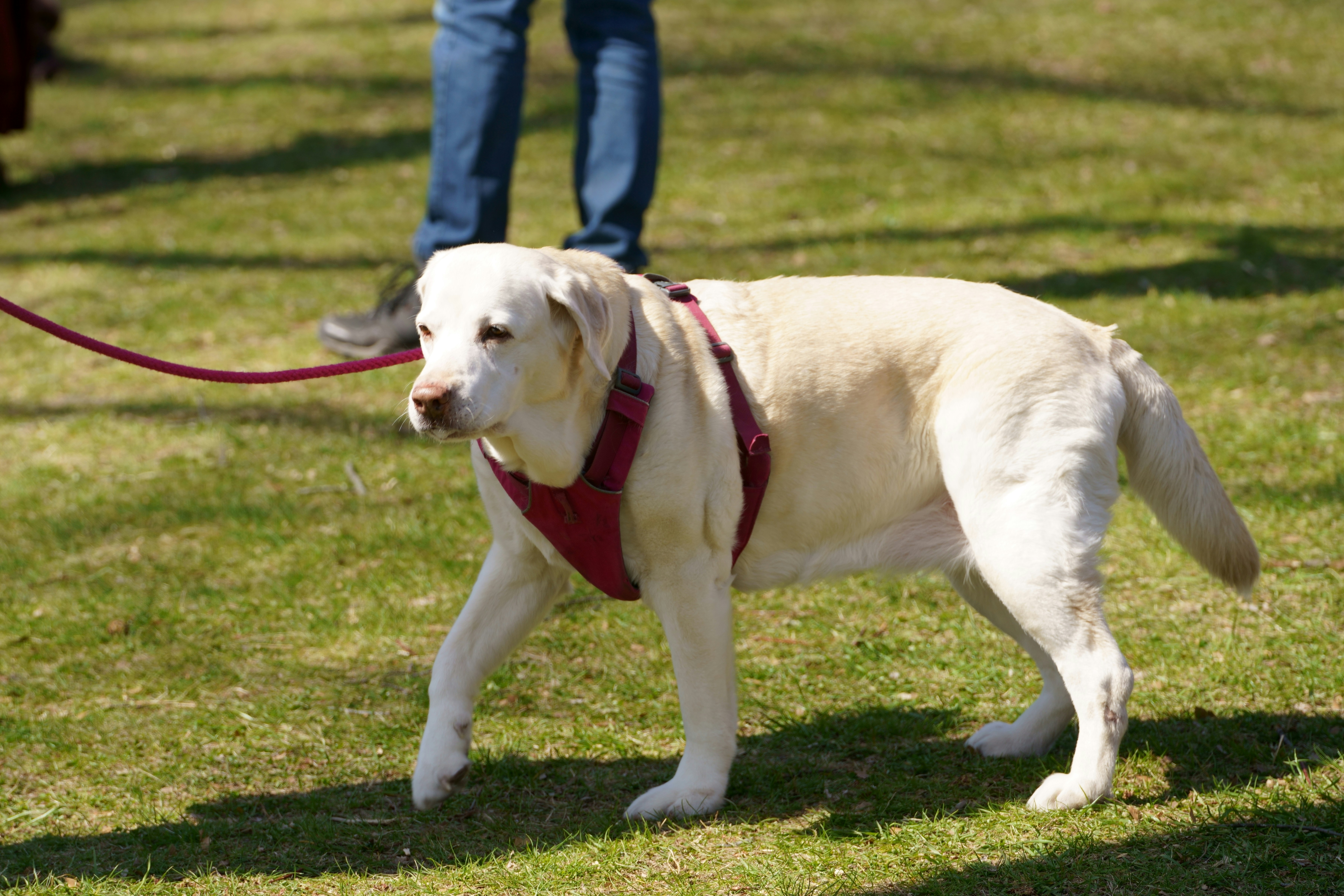 A yellow labrador dog walks on the green grass.