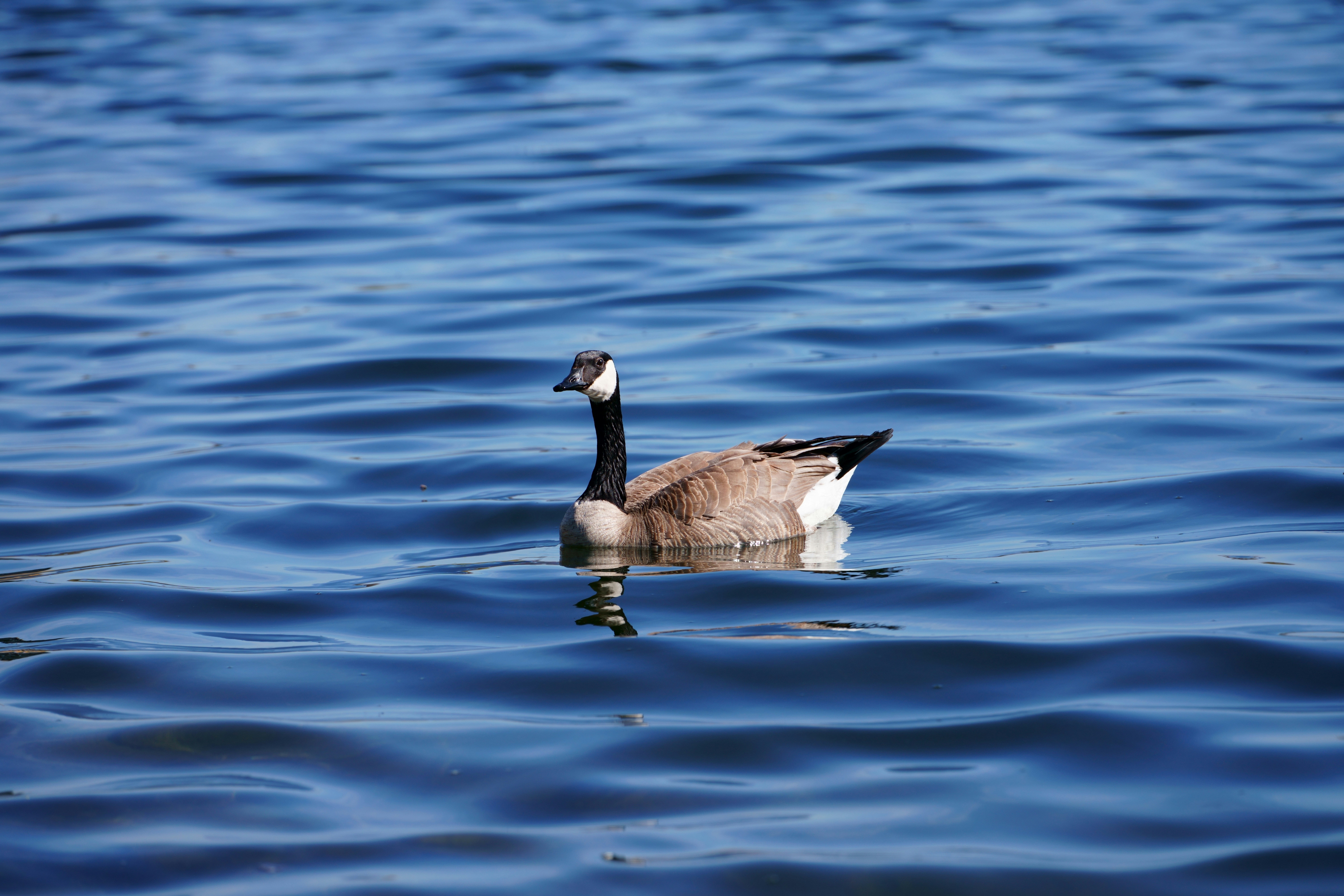 Photo by terrladennis