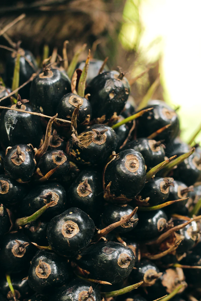 Buah kelapa sawit untuk CPO