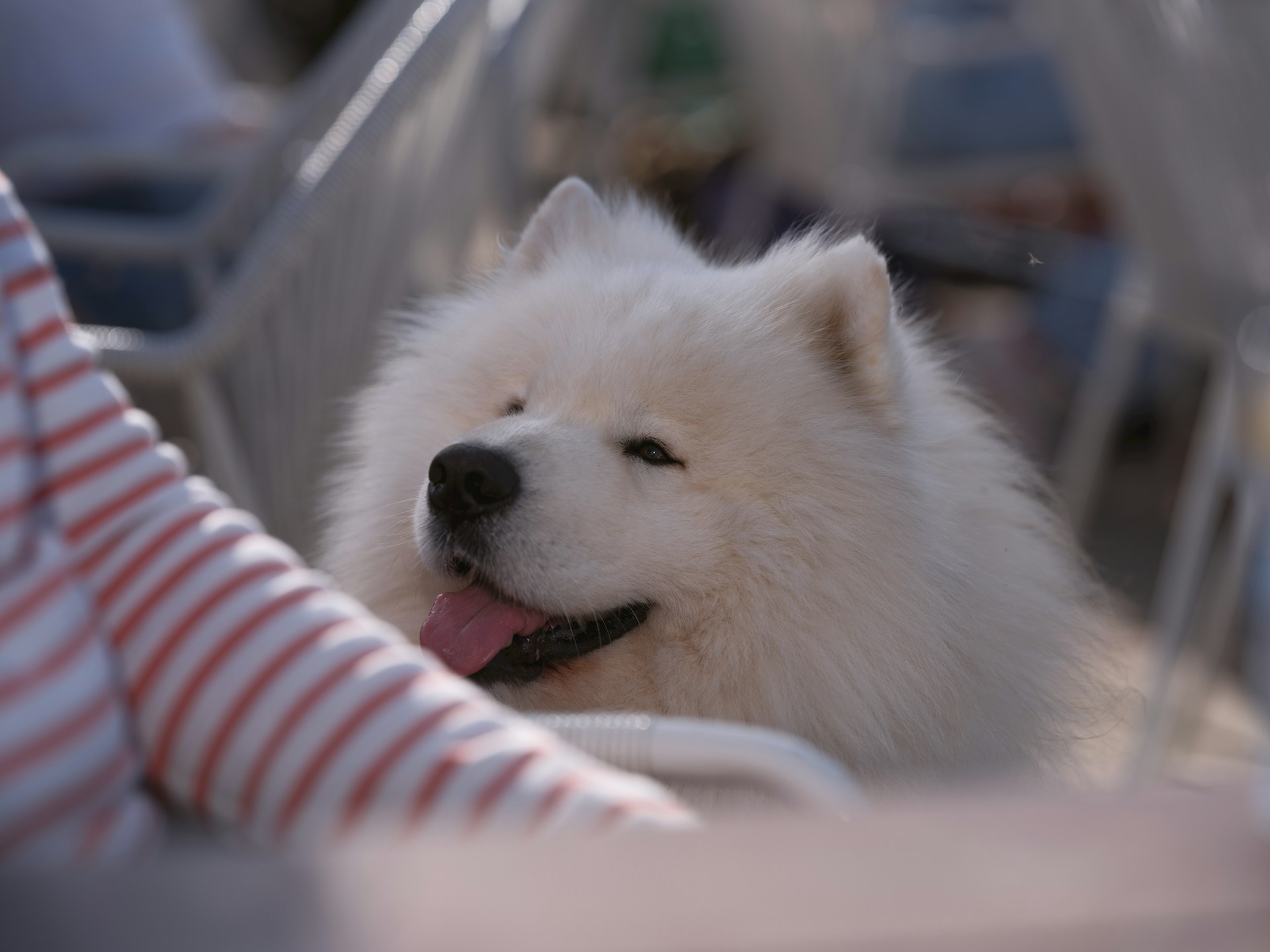 A fluffy samoyed dog smiles happily.