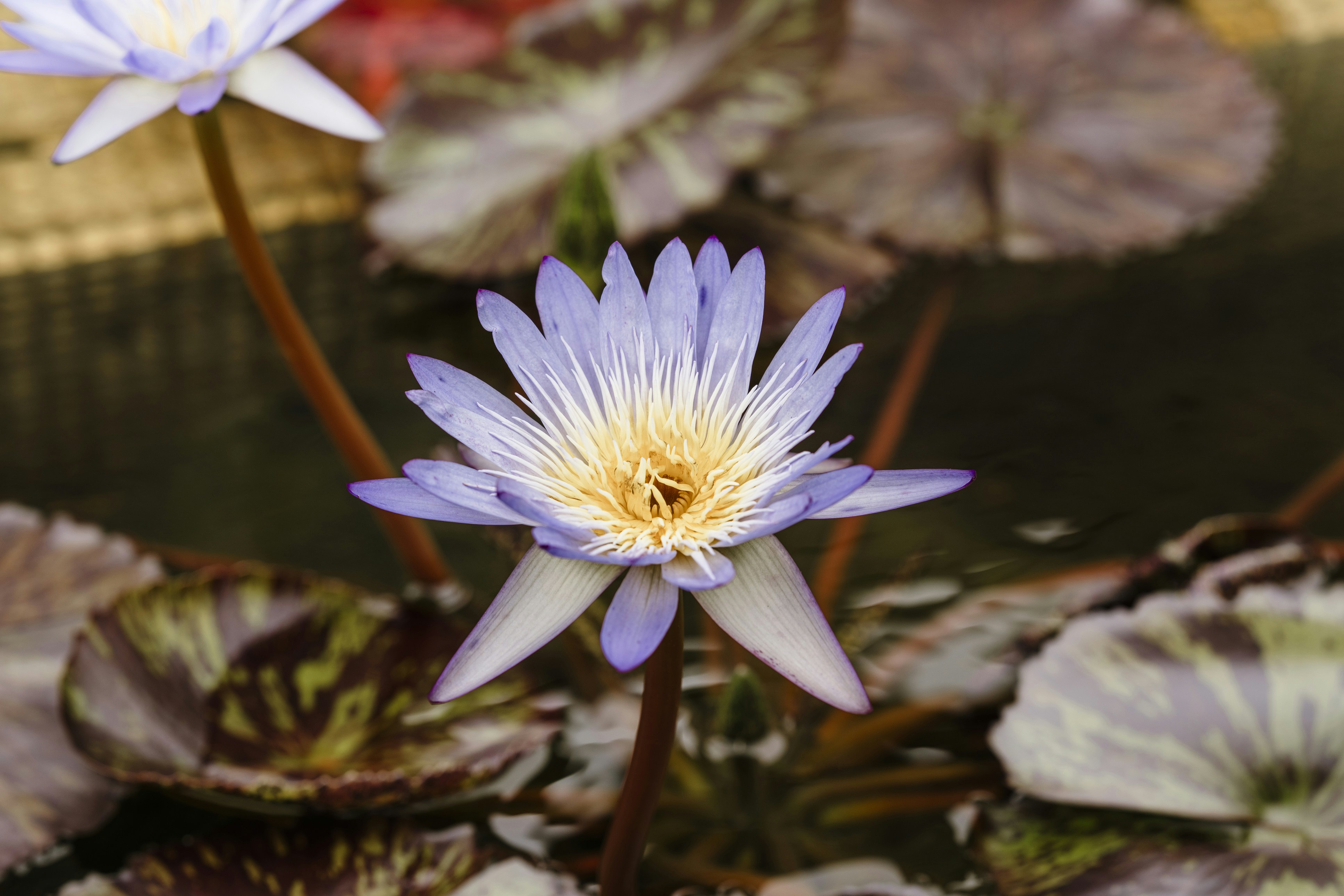 Photo by nerissa_j_photography