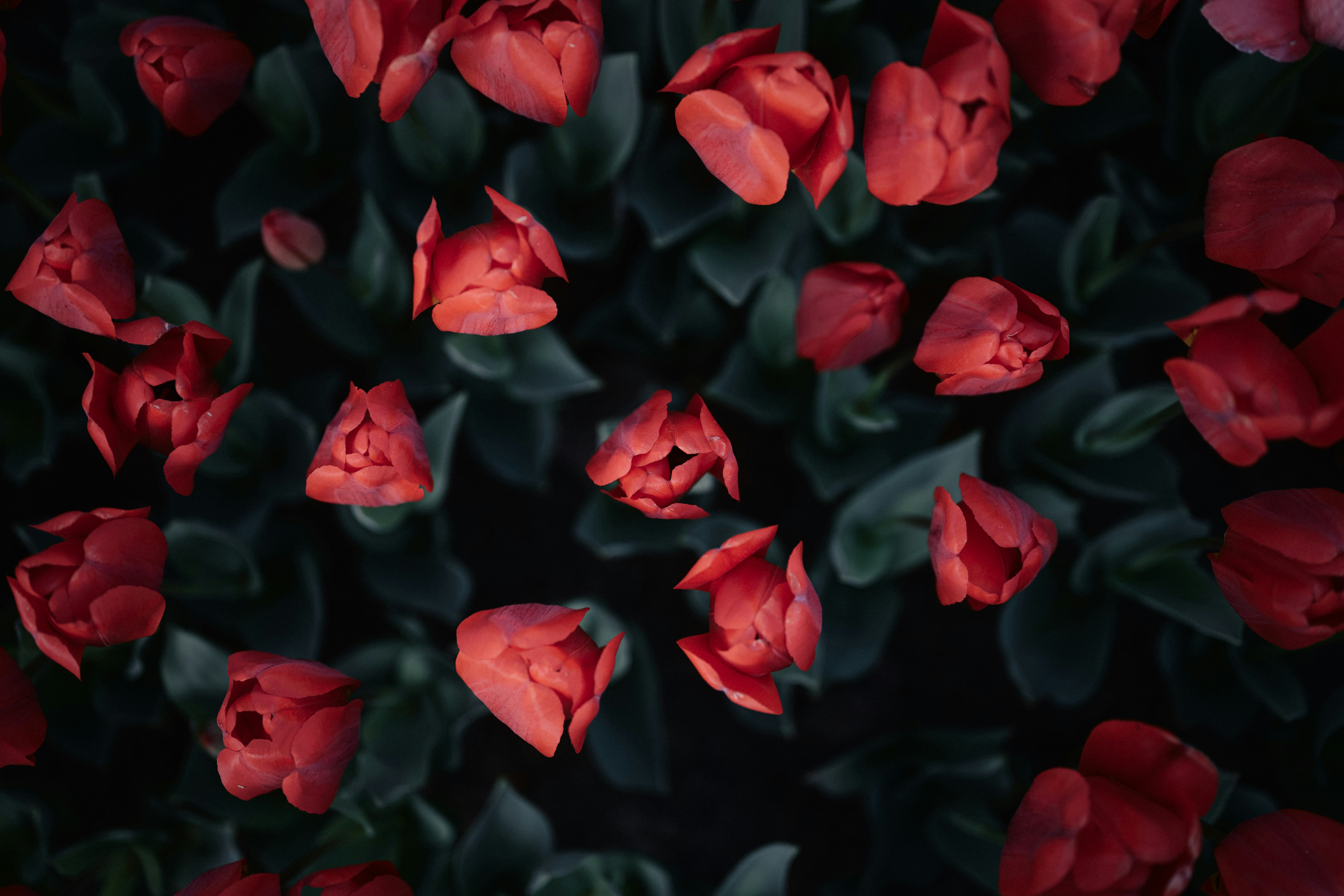 Male Strippers For Hire: An Overview To Picking One That Fits Your Energy