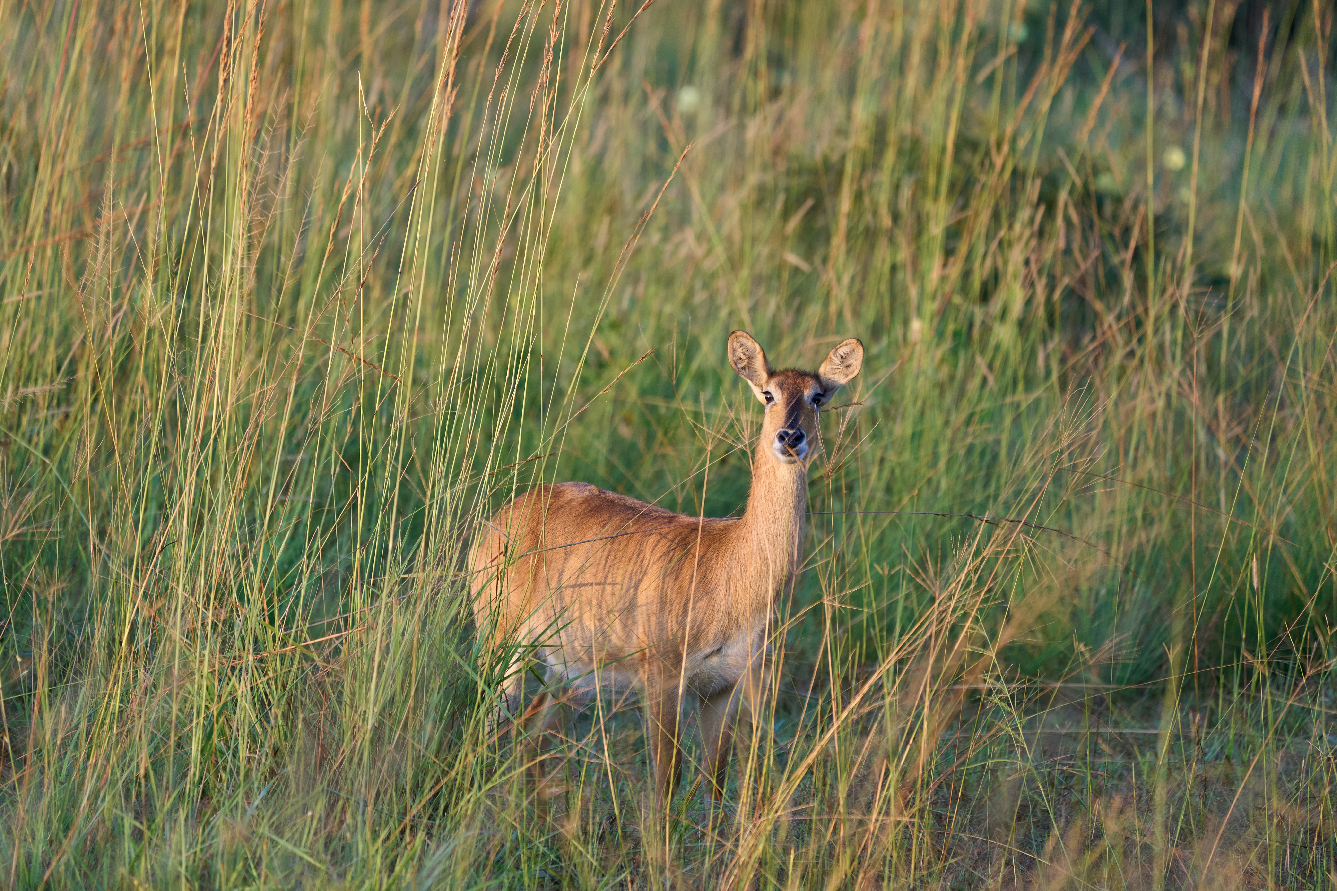 A deer stands alertly in the tall grass.