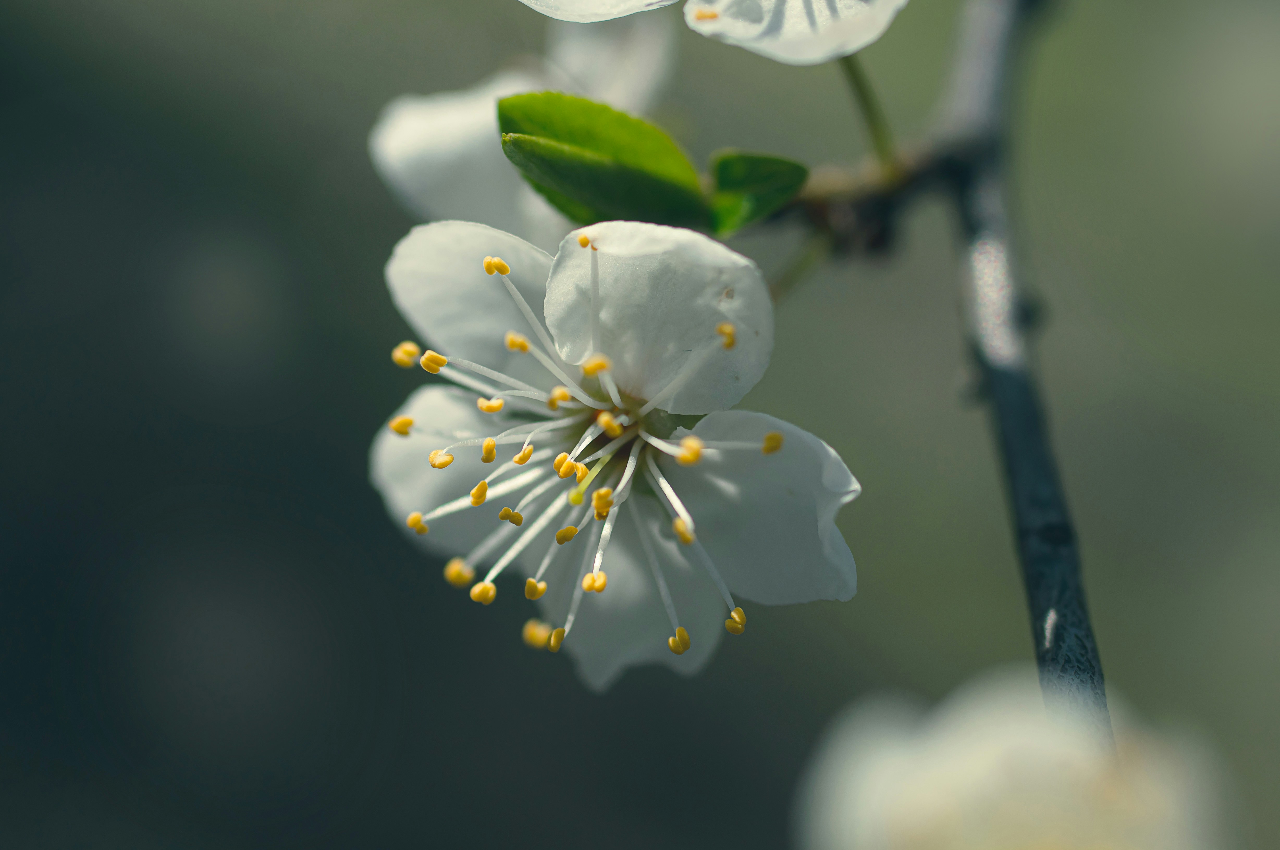 Photo by sicunov