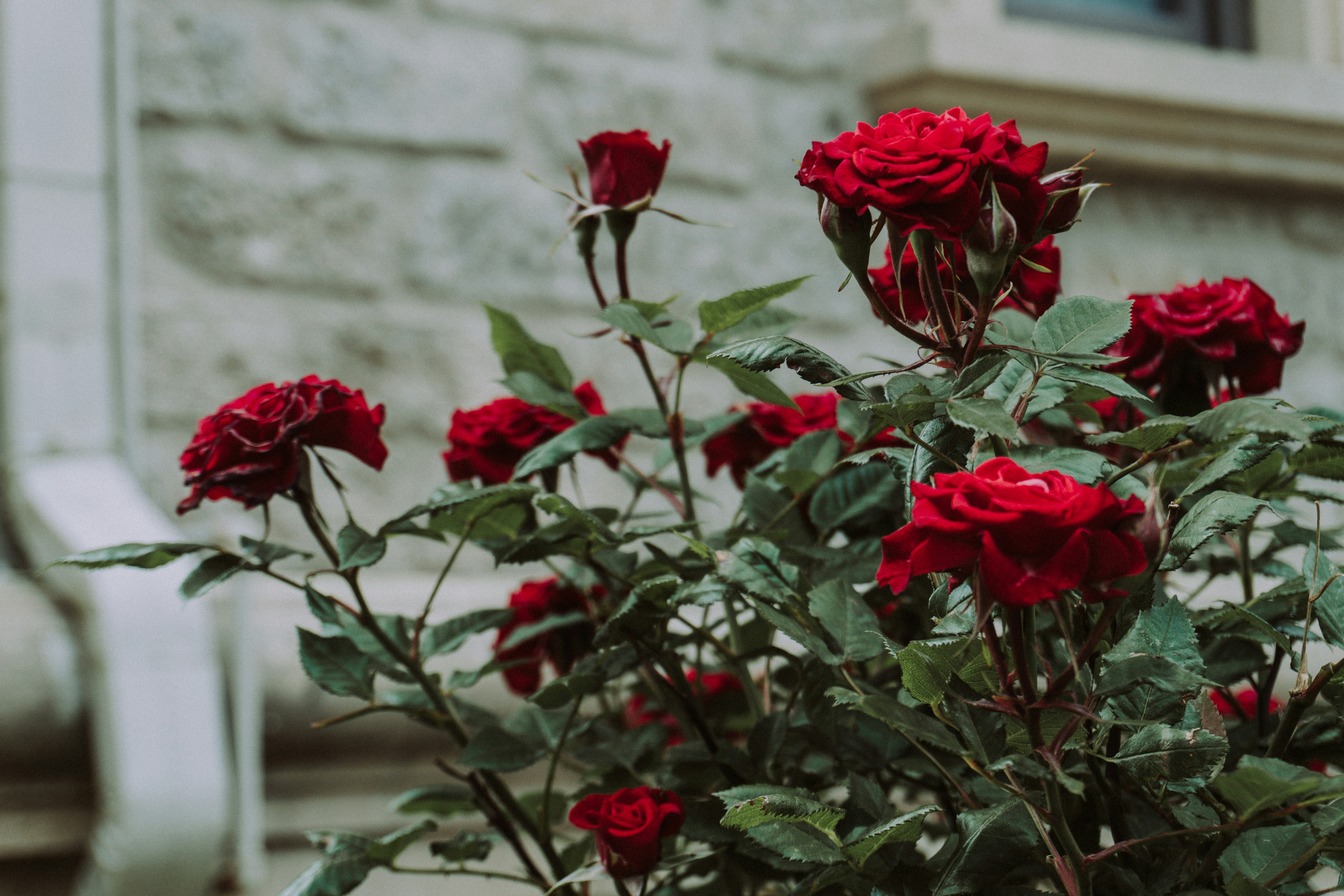 Flor de pétalos rosados foto – Imagen de Flor gratuita en Unsplash, image size:3000x2000