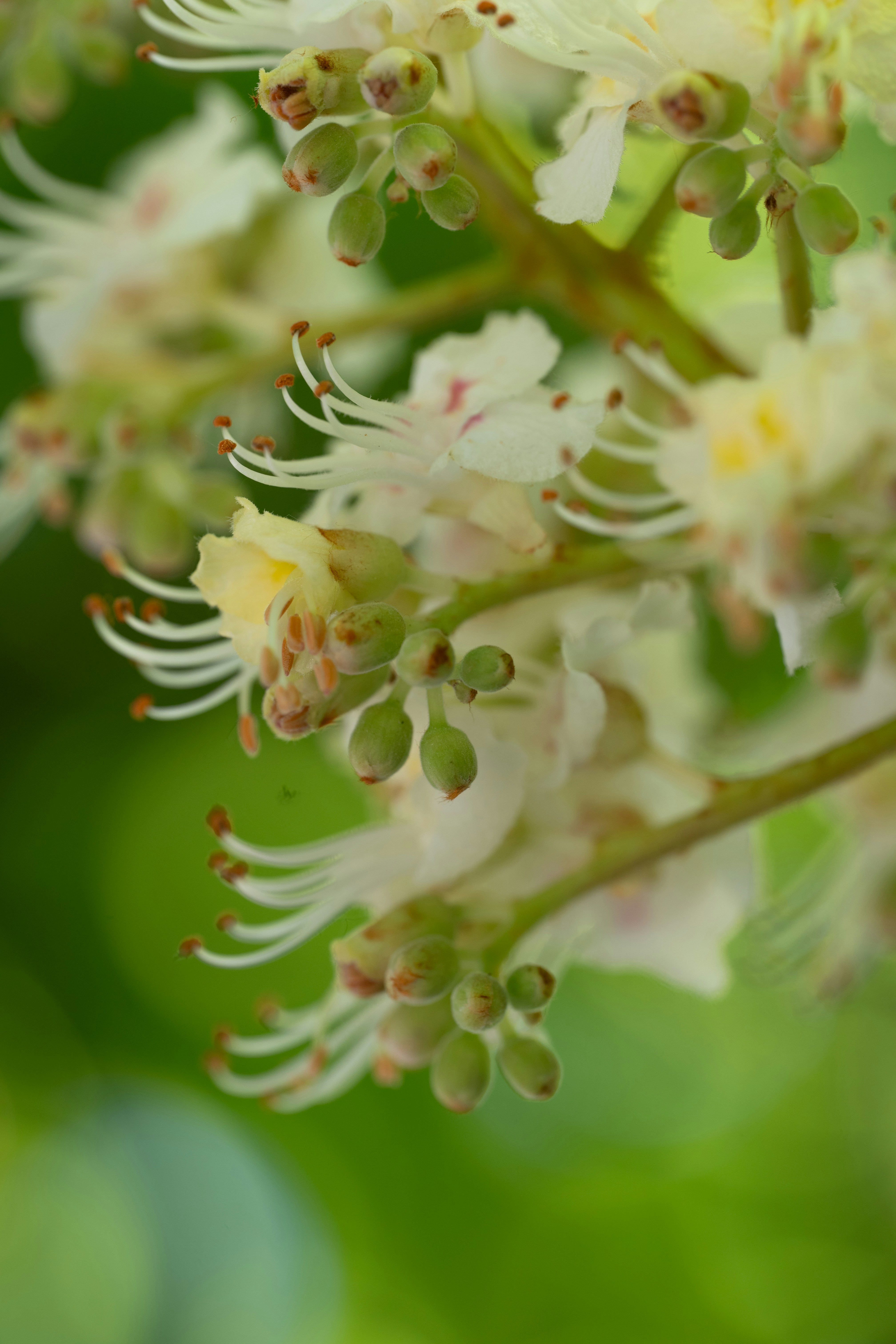 Photo by carrie_borden