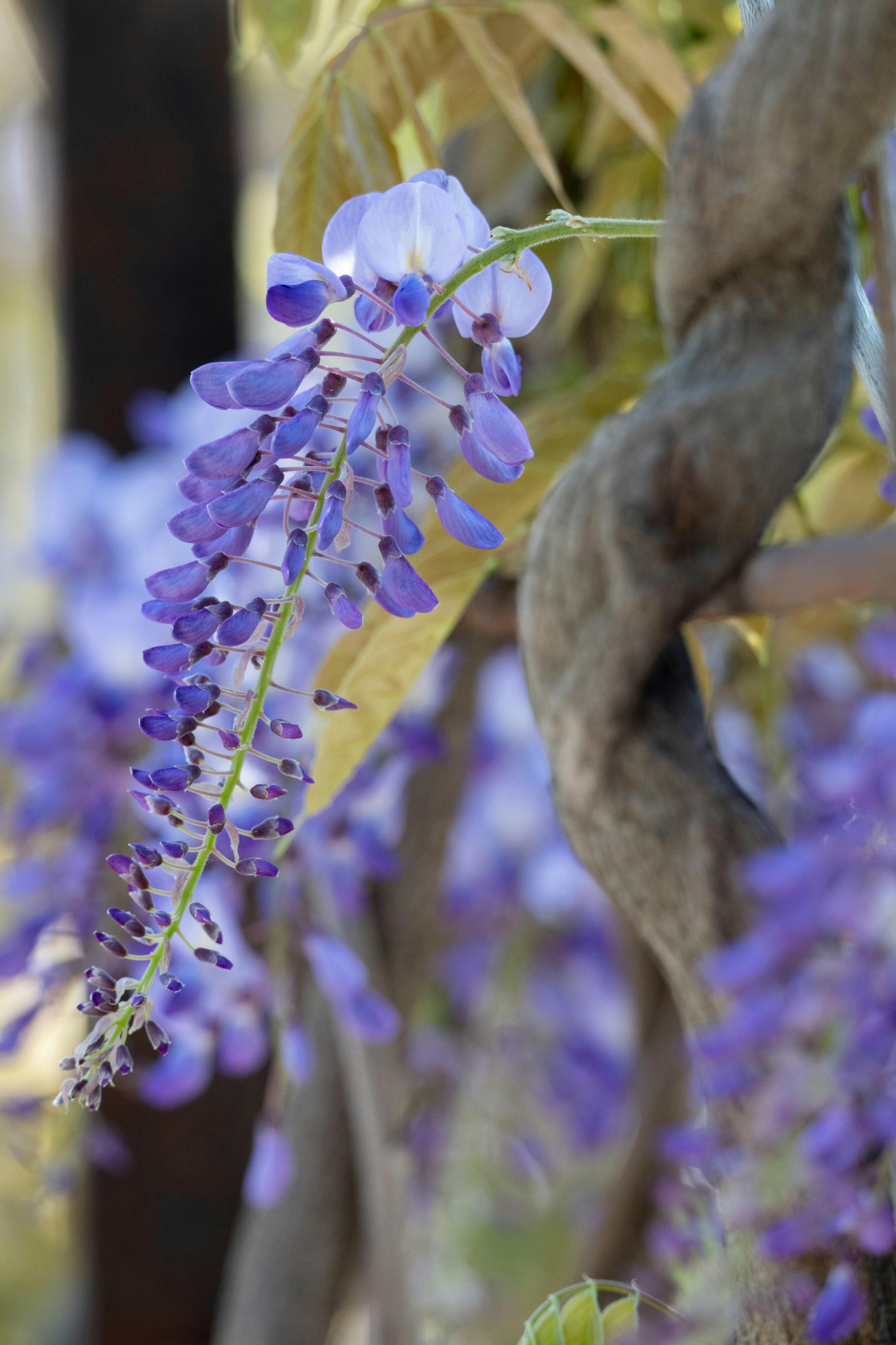 Purple wisteria blooms cascade down a vine.