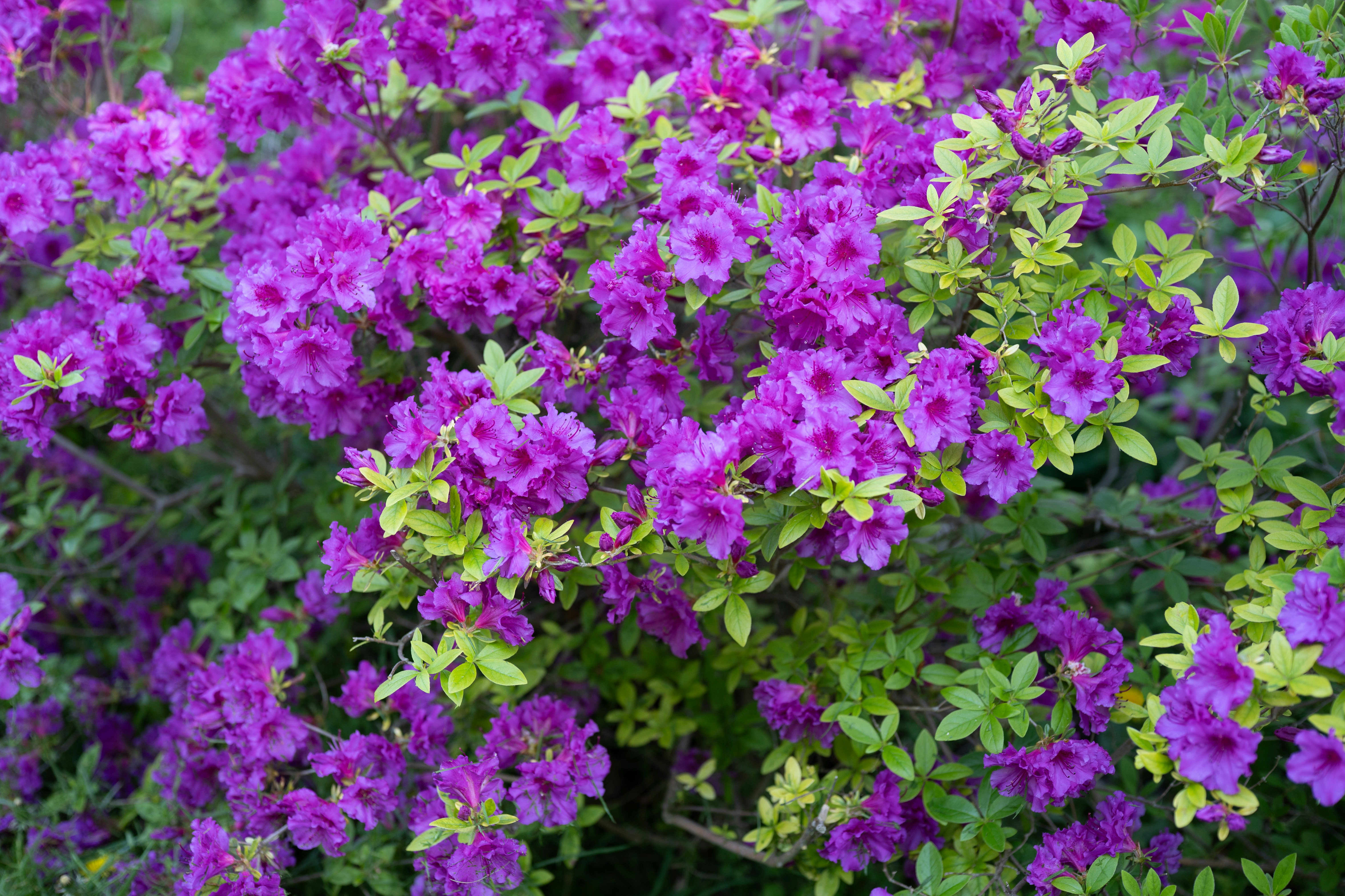 Photo by carrie_borden