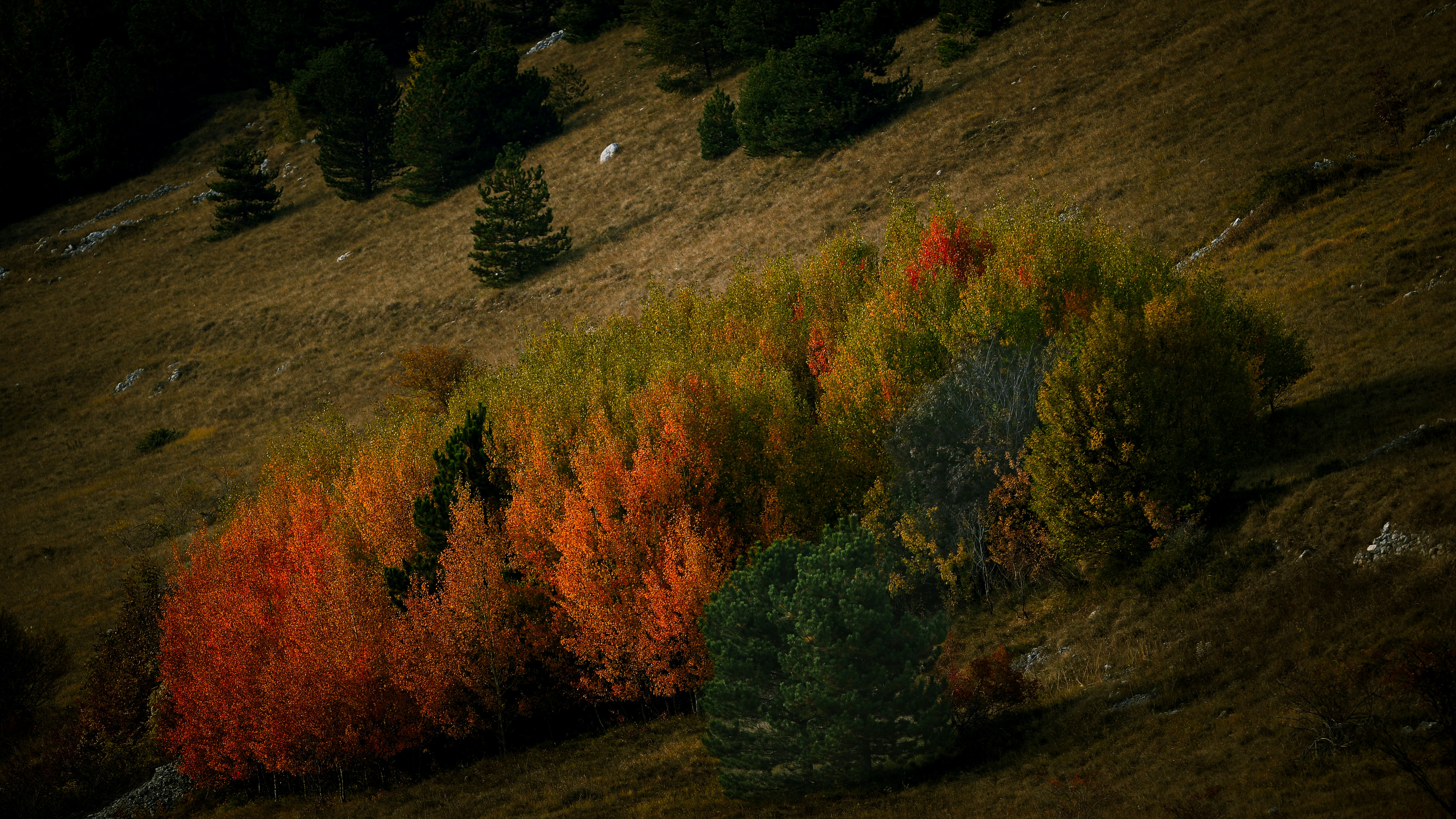 Photo by lucaakalu