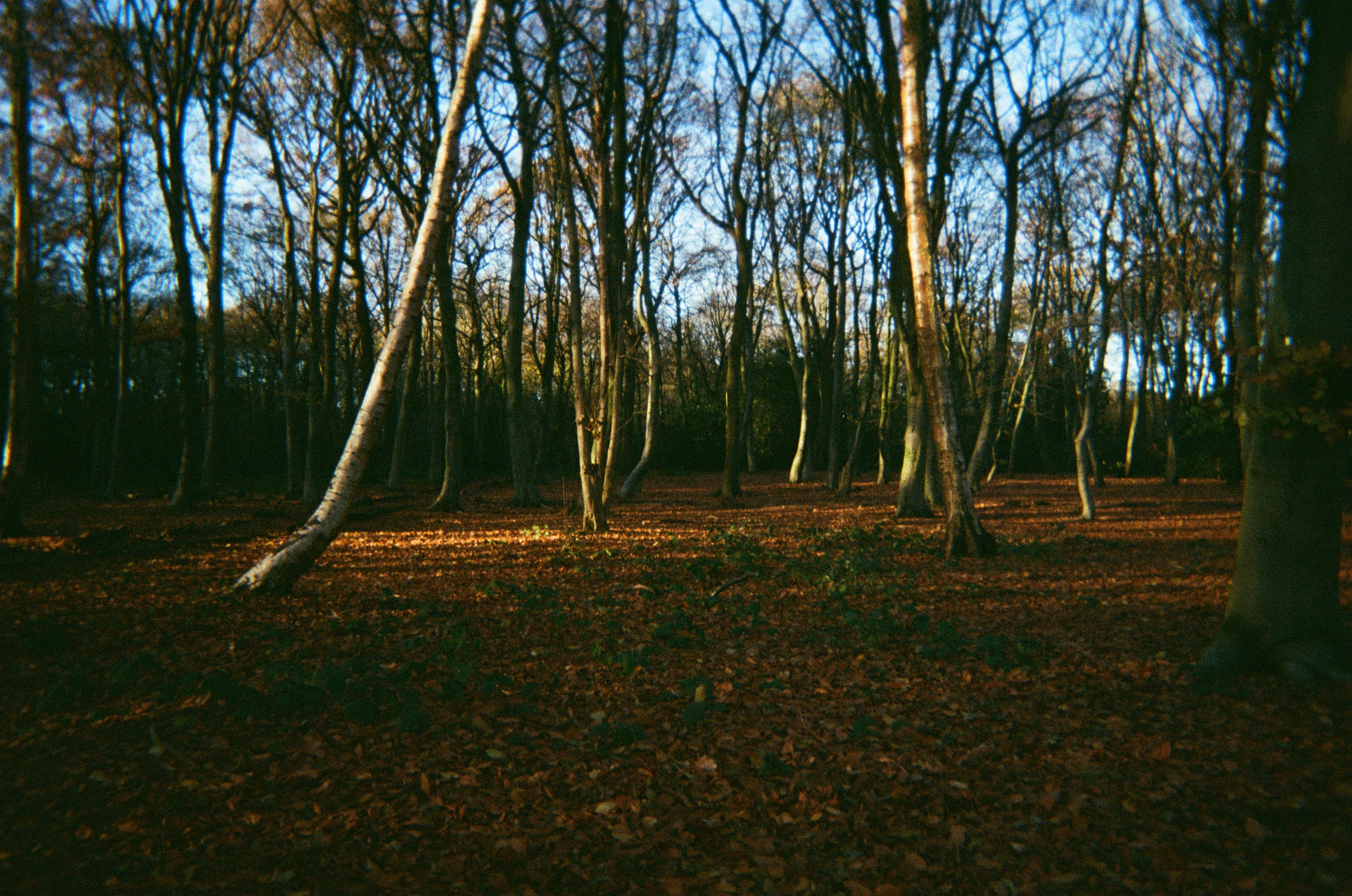 Photo by siobhanflannery