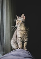 A gray cat sits, gazing out a window.