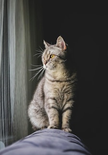 A gray cat sits, gazing out a window.