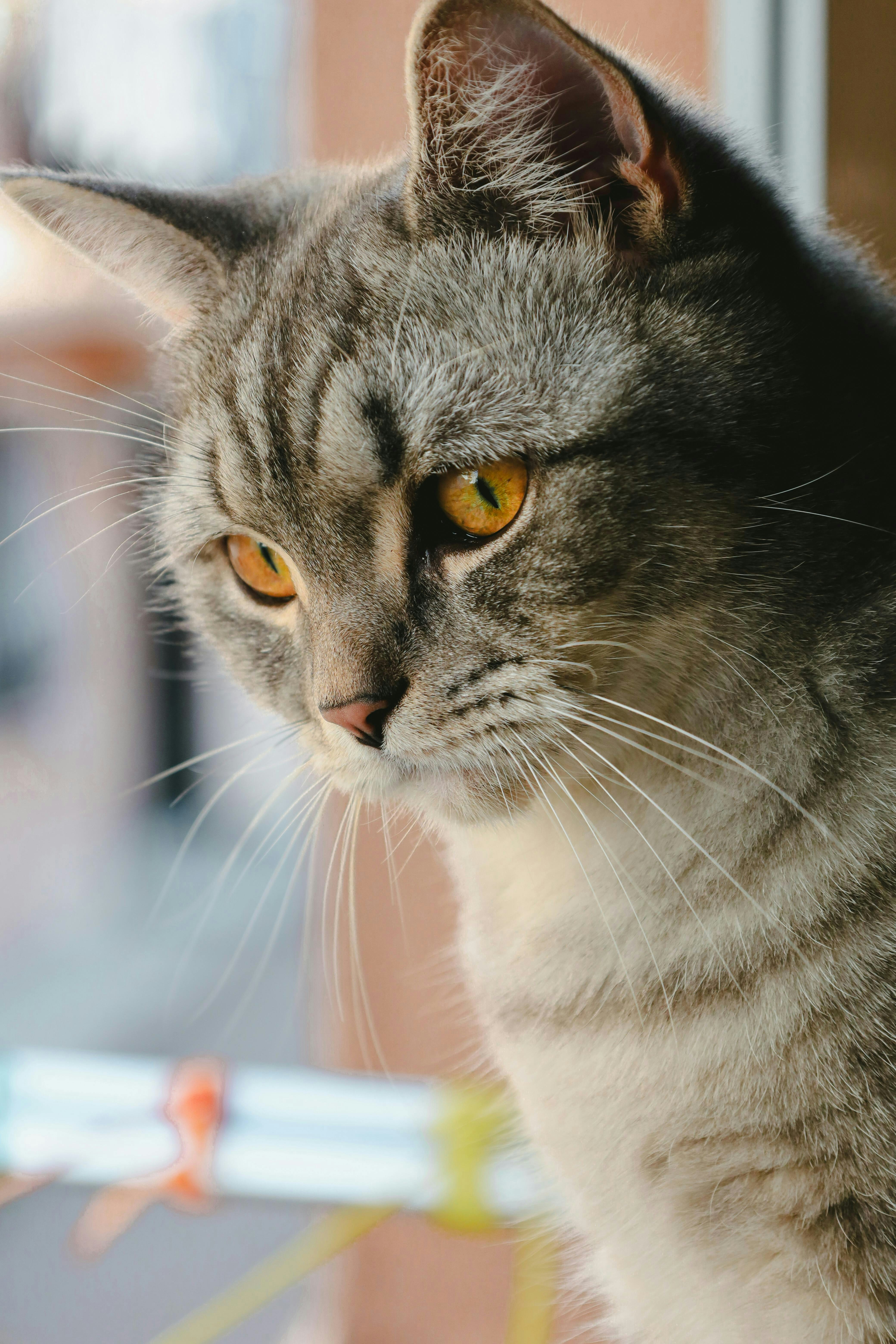 Portrait of a gray cat looking towards the bottom left.