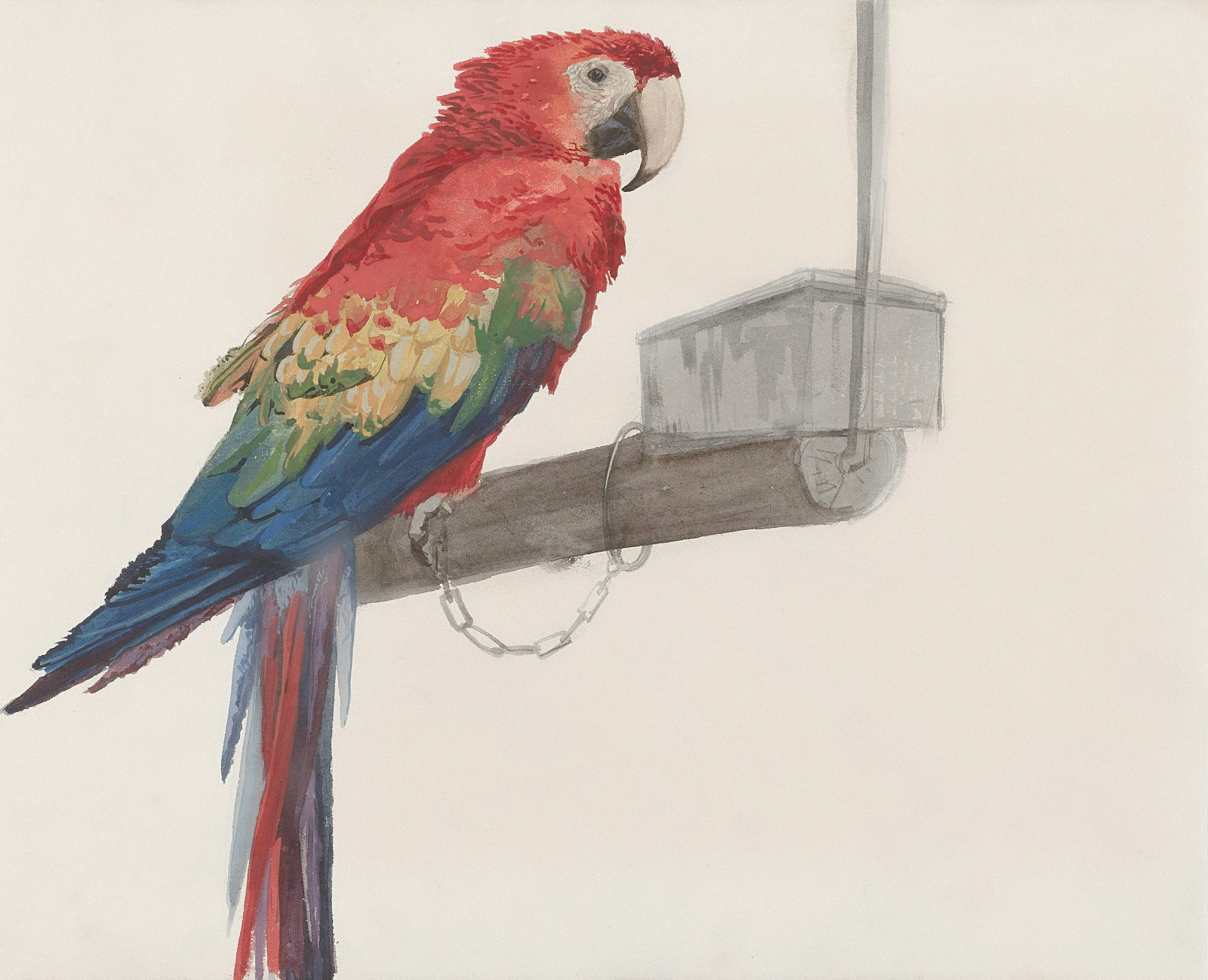 Un perroquet aras coloré perché sur un support en bois.