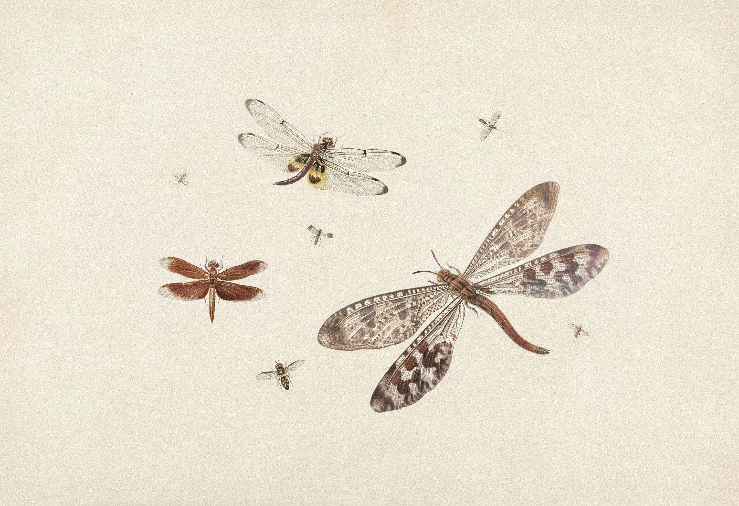 Plusieurs insectes, dont des libellules et des crispies sur un fond clair.