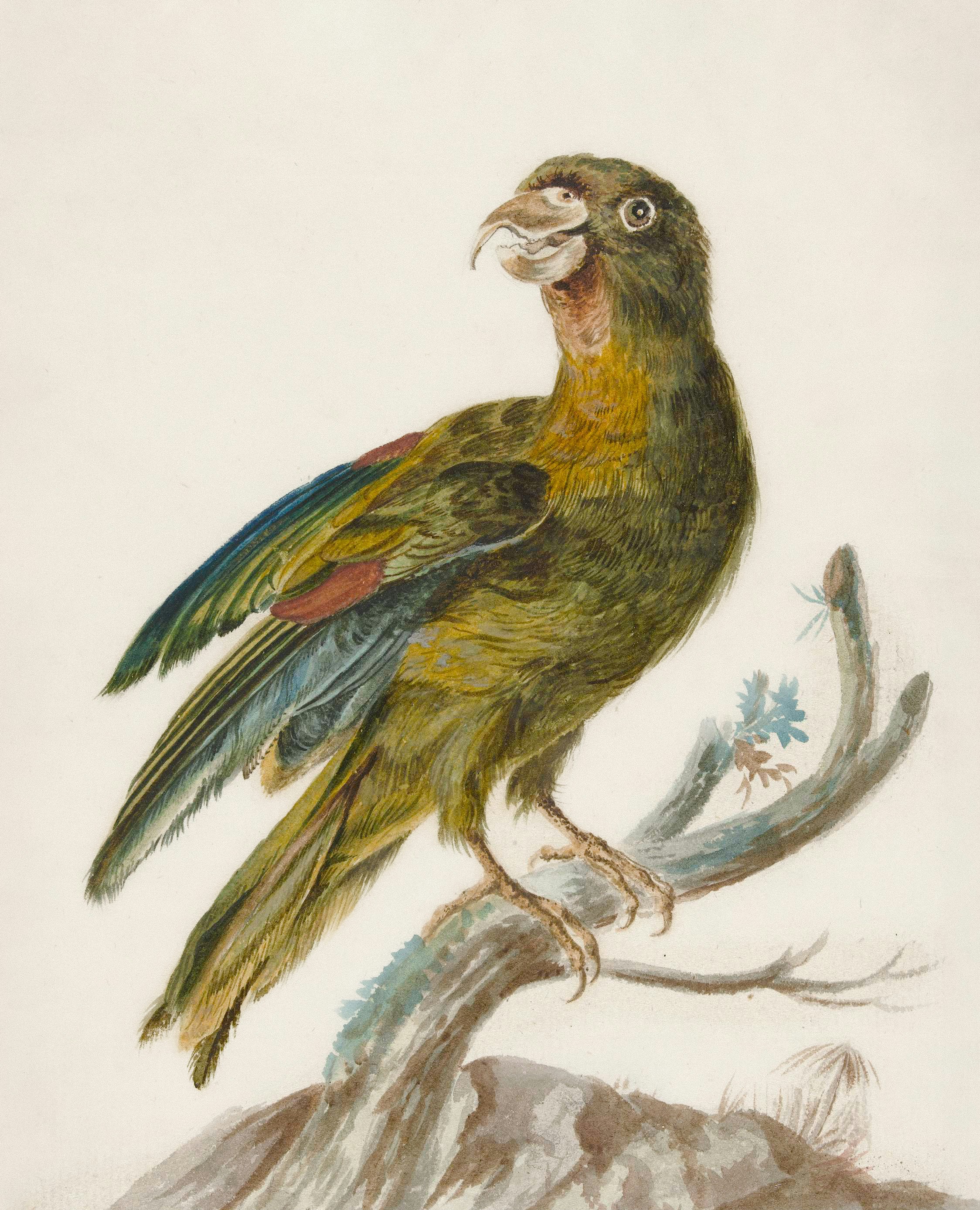 Une aquarelle détaillée d’un perroquet sur une branche.